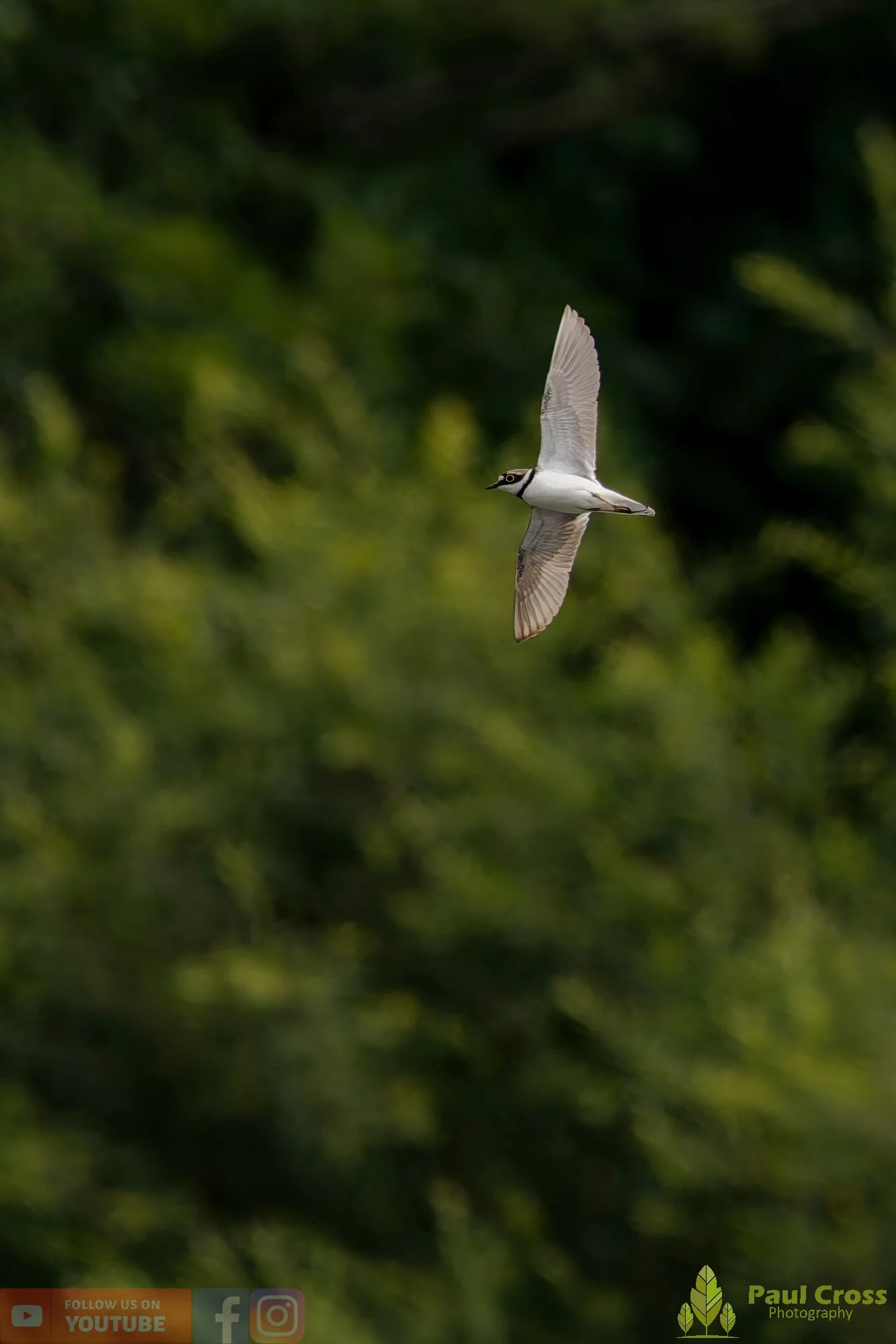 Little Ringed Plover-00155.jpg