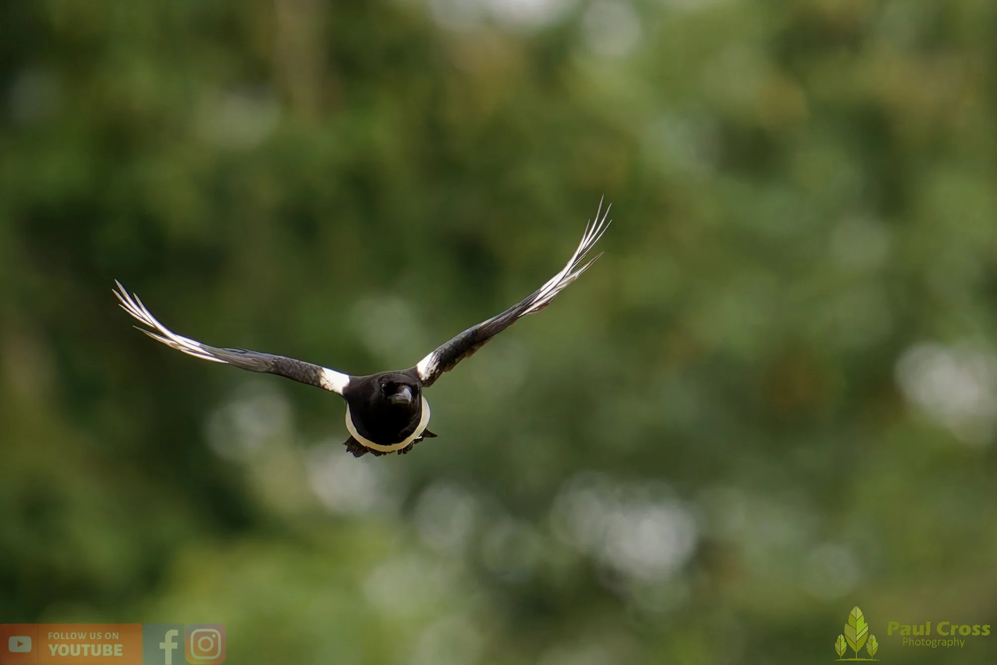 Magpie-00093.jpg