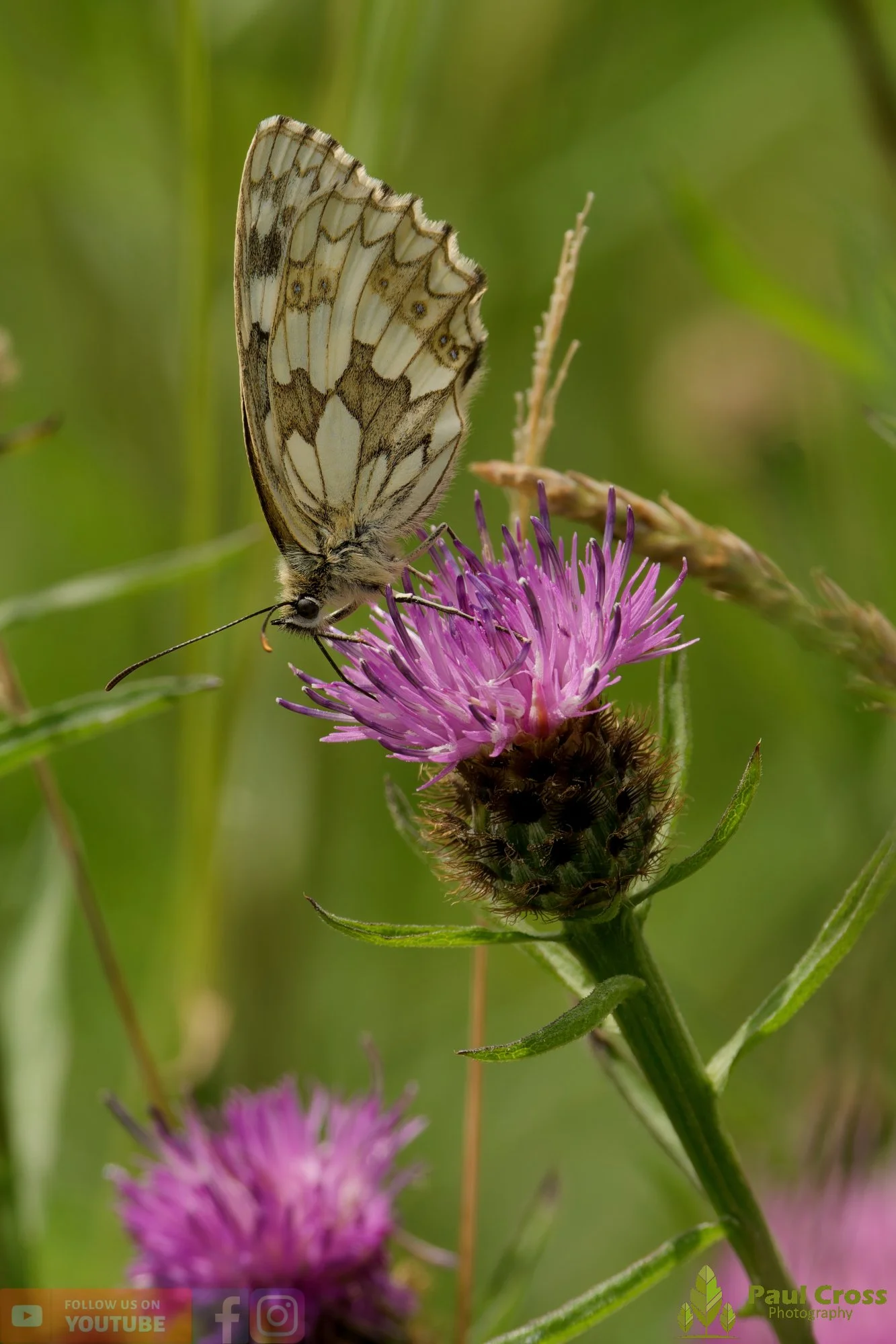Marbled White - Melanargia galathea-00010.jpg