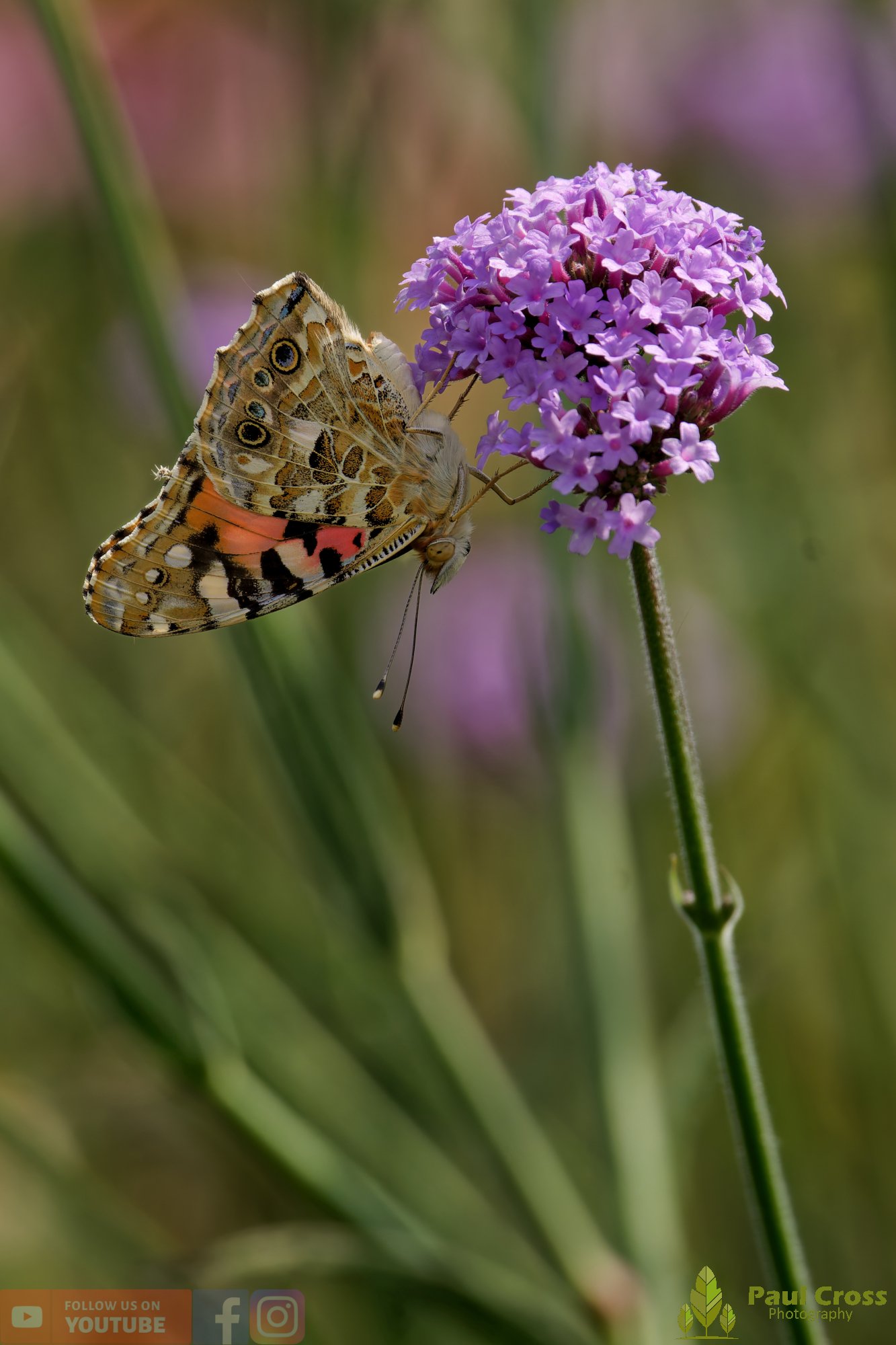 Painted Lady-00026.jpg