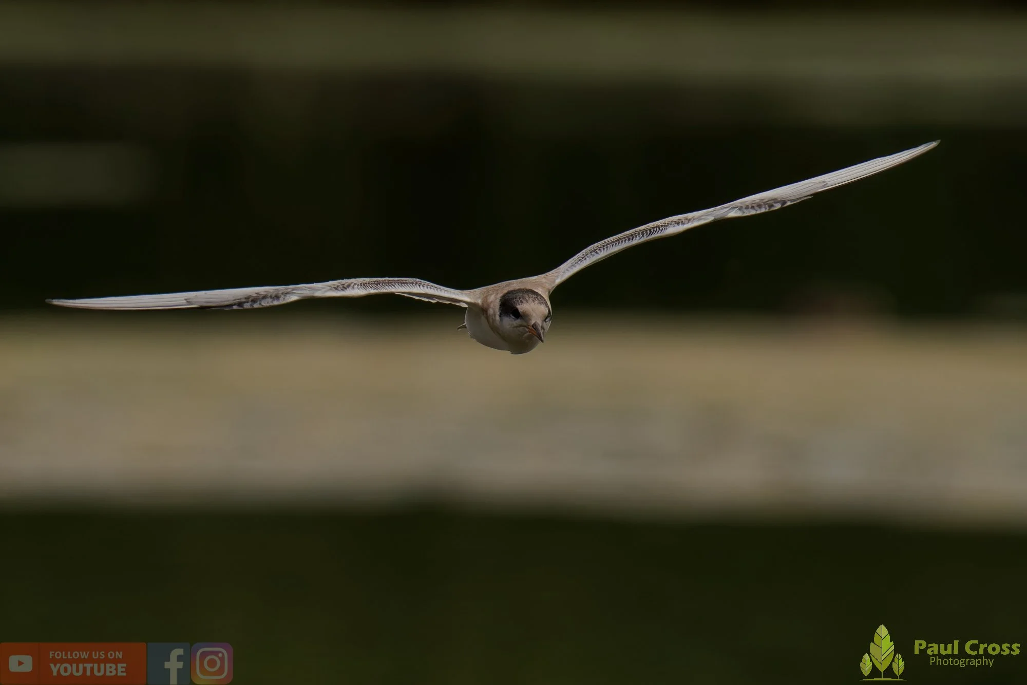 Common Tern-02243.jpg