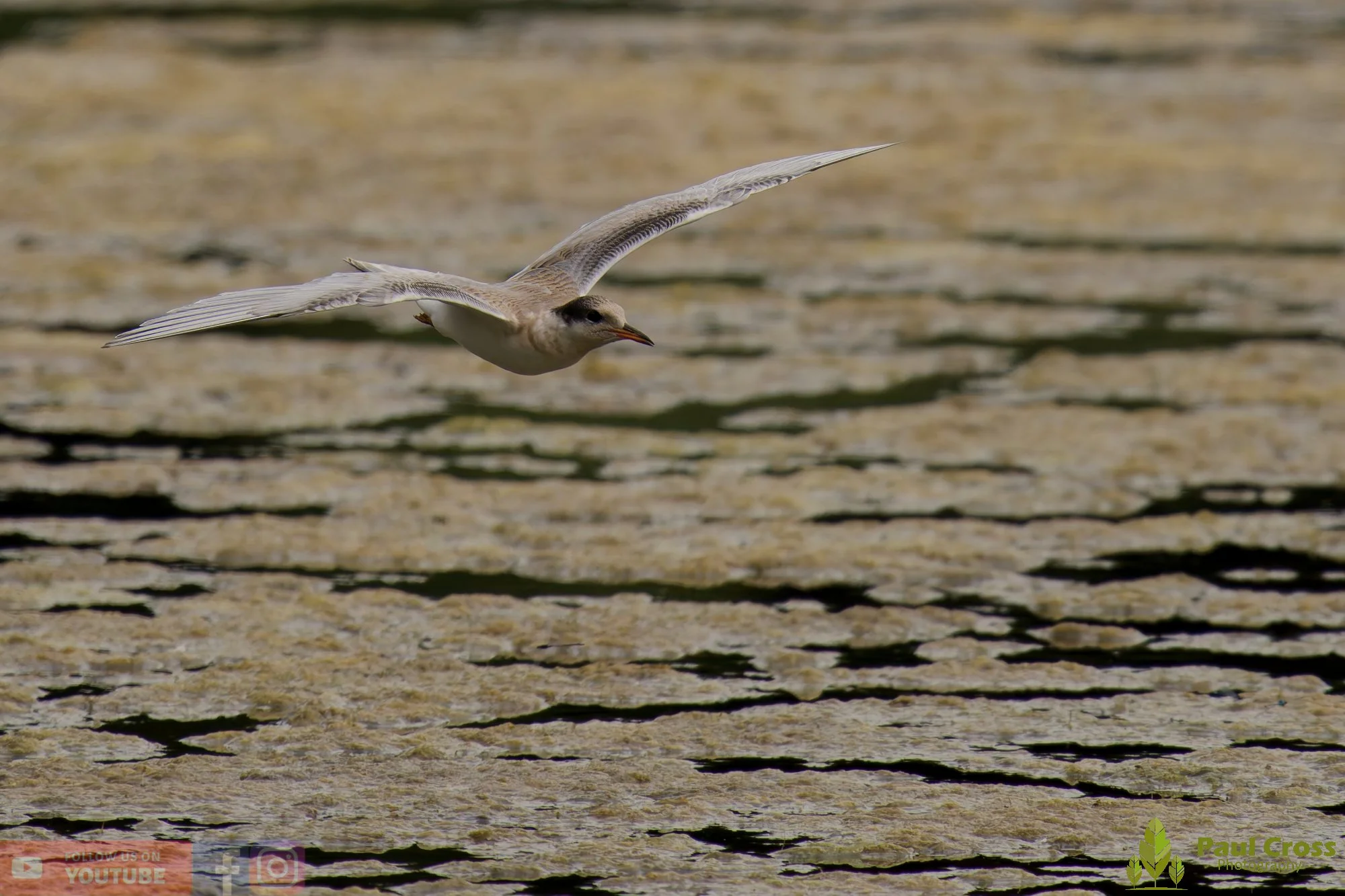 Common Tern-02245.jpg