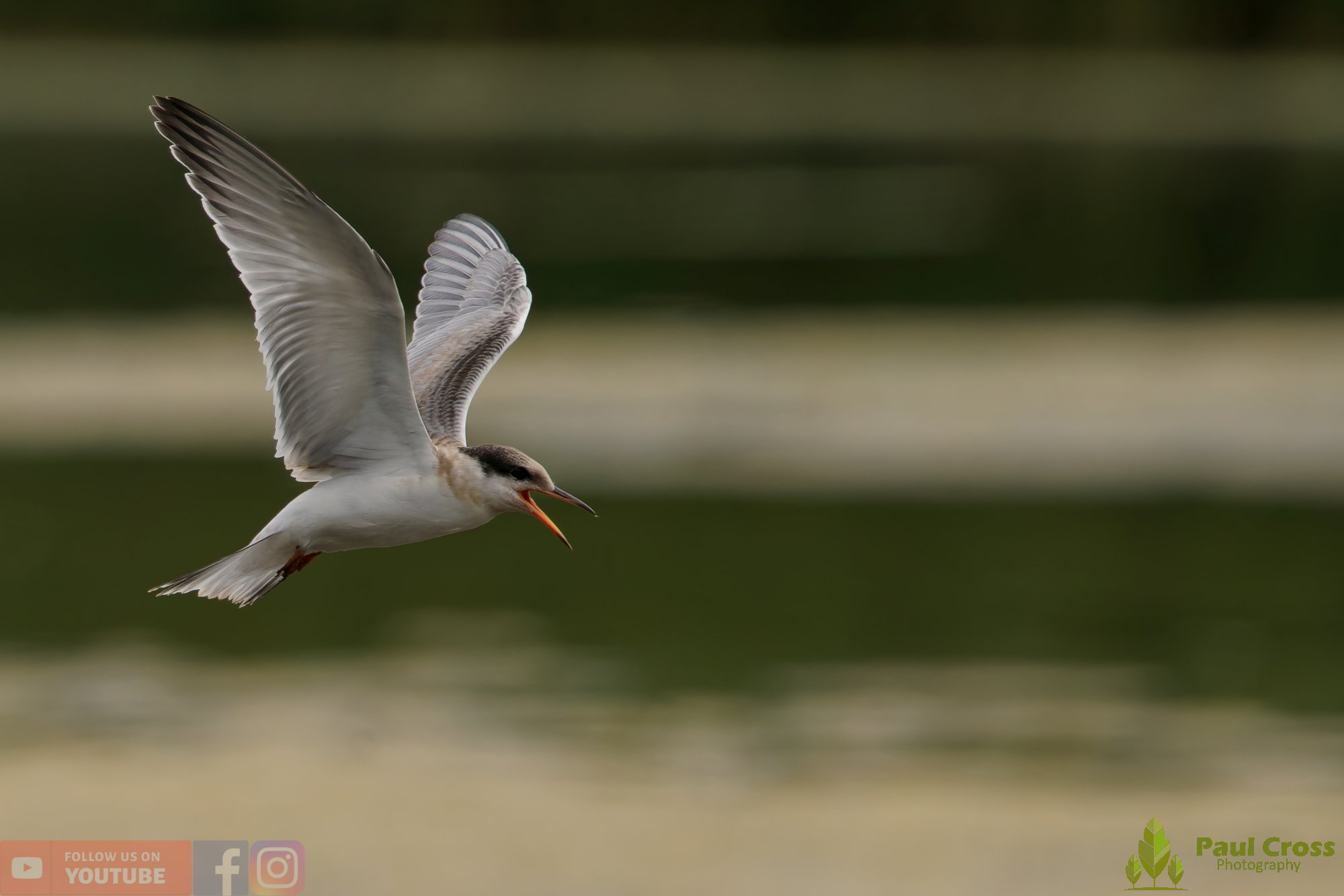 Common Tern-02247.jpg