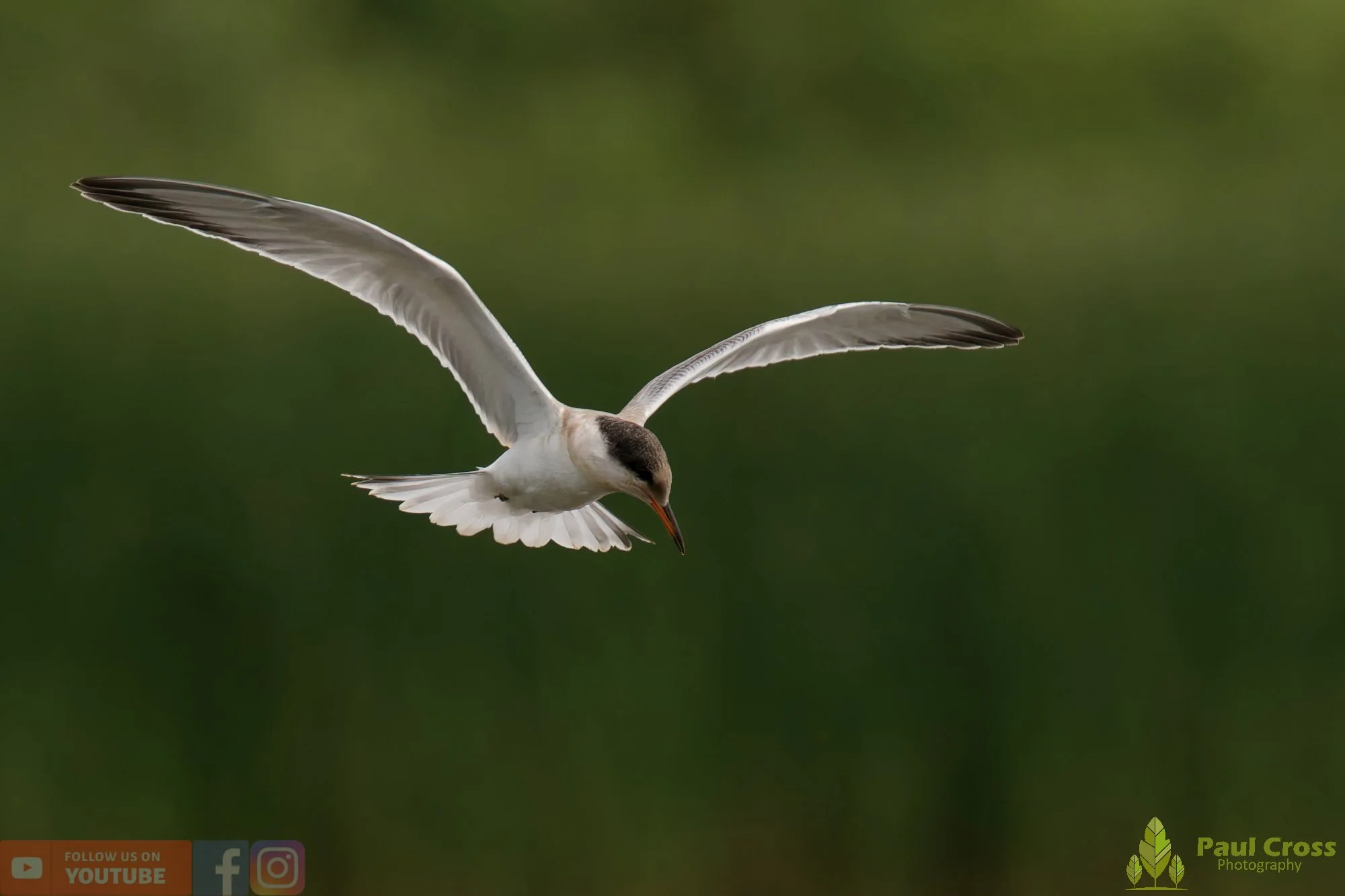 Common Tern-02248.jpg