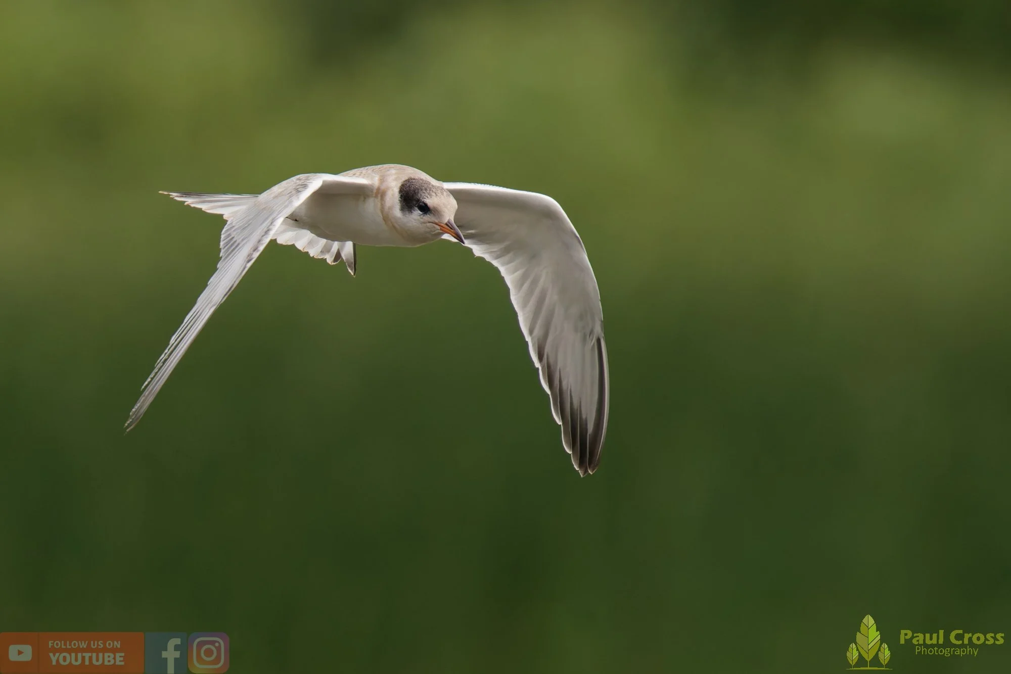 Common Tern-02250.jpg