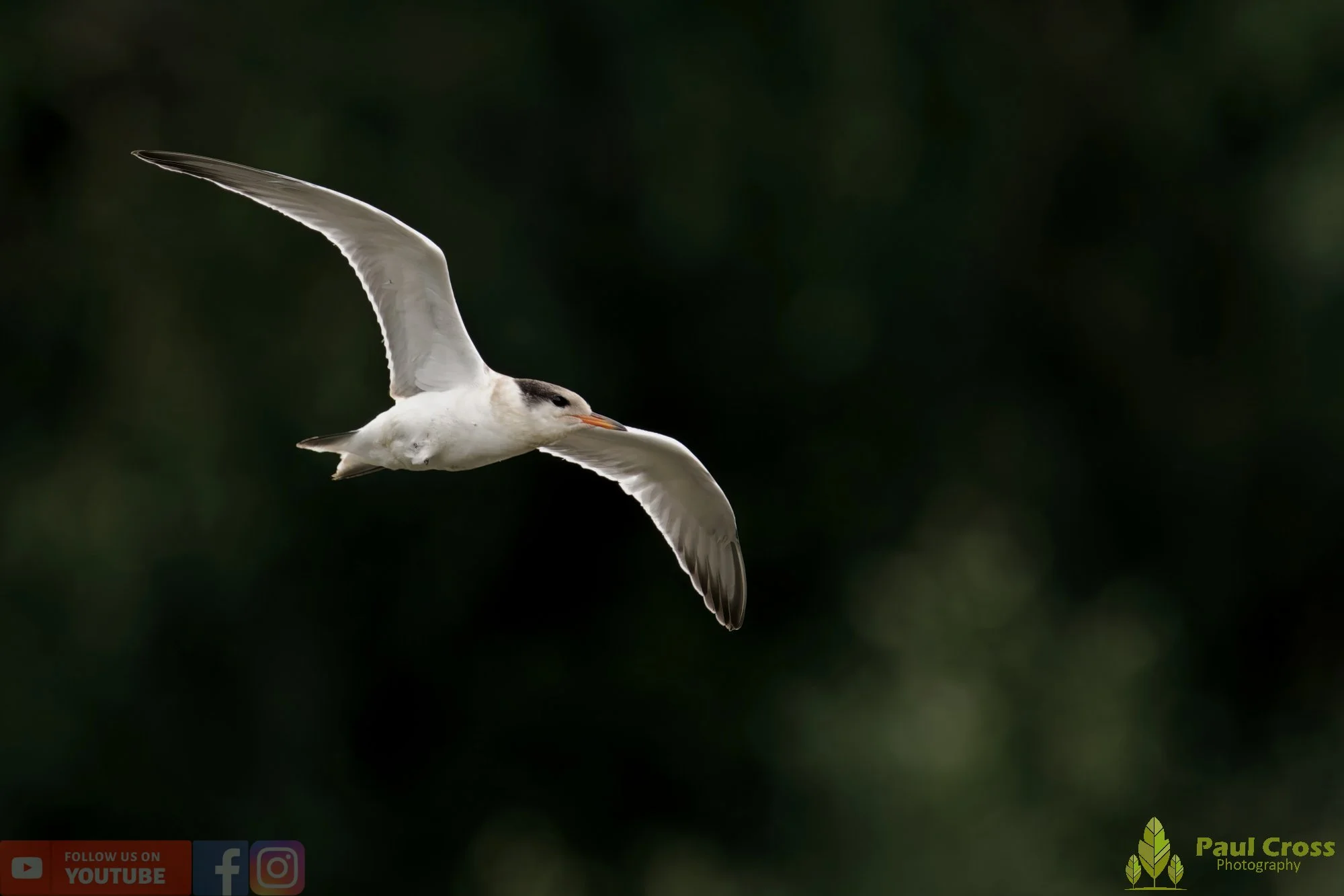 Common Tern-02252.jpg
