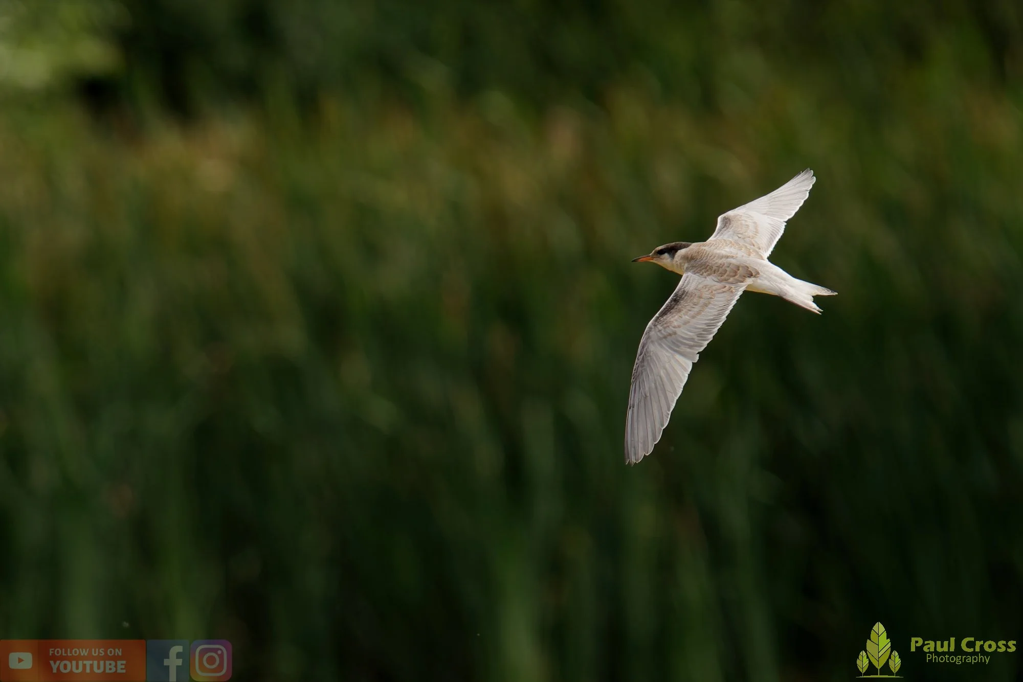 Common Tern-02253.jpg