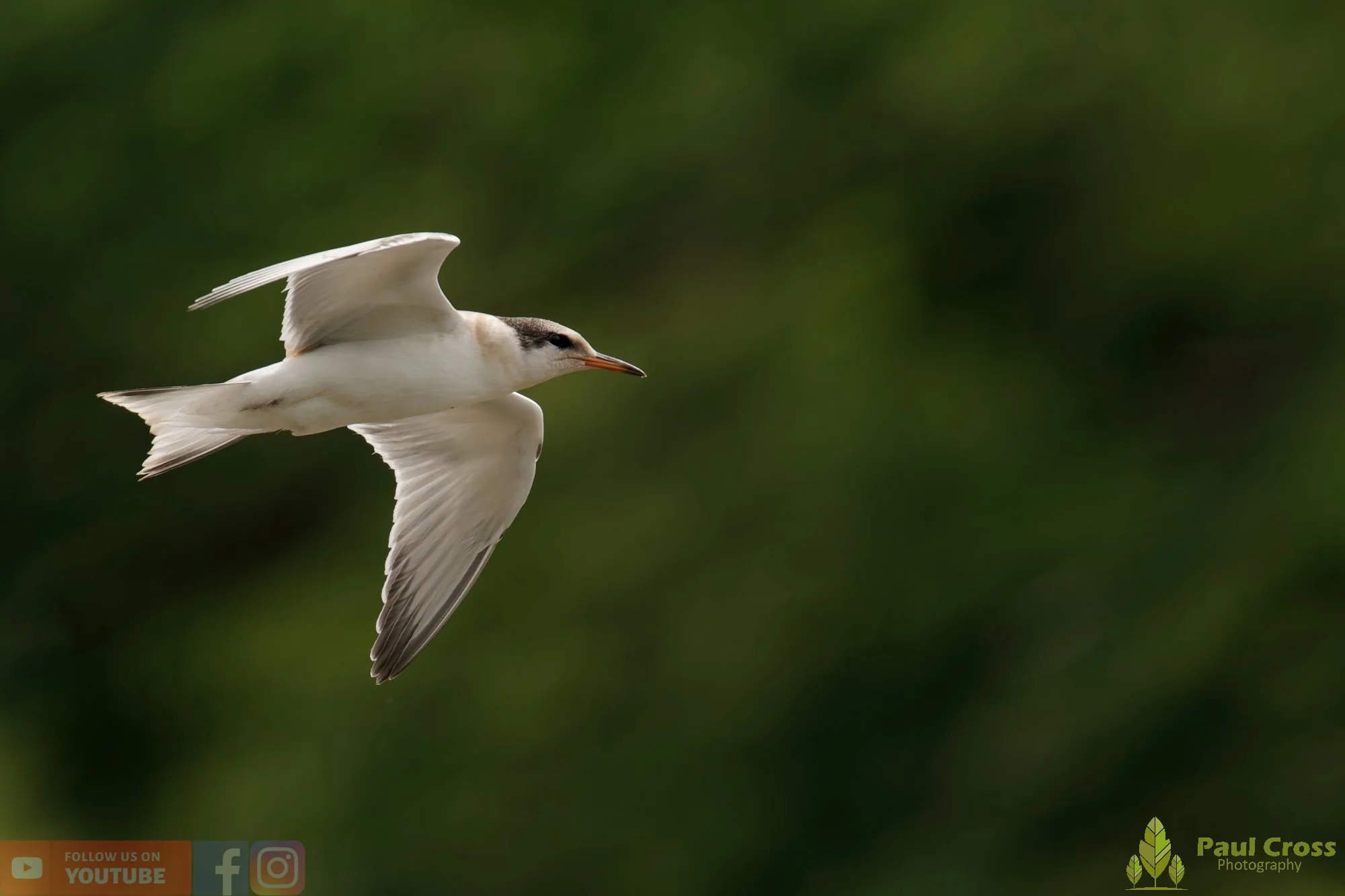 Common Tern-02254.jpg