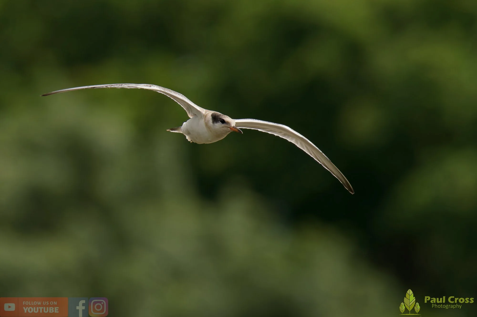 Common Tern-02255.jpg