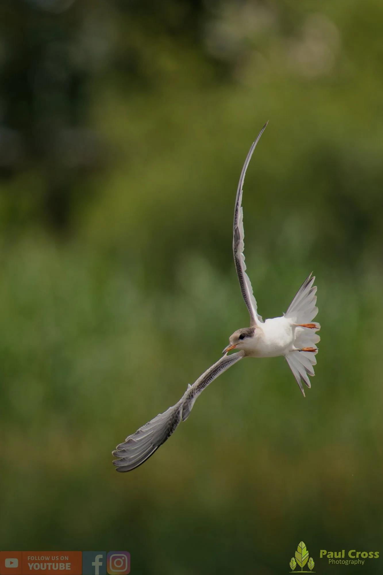 Common Tern-02256.jpg