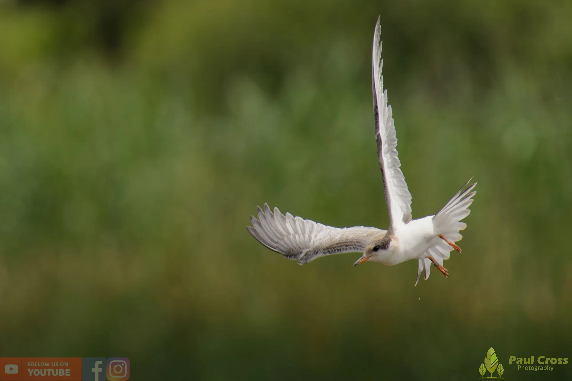 Common Tern-02257.jpg