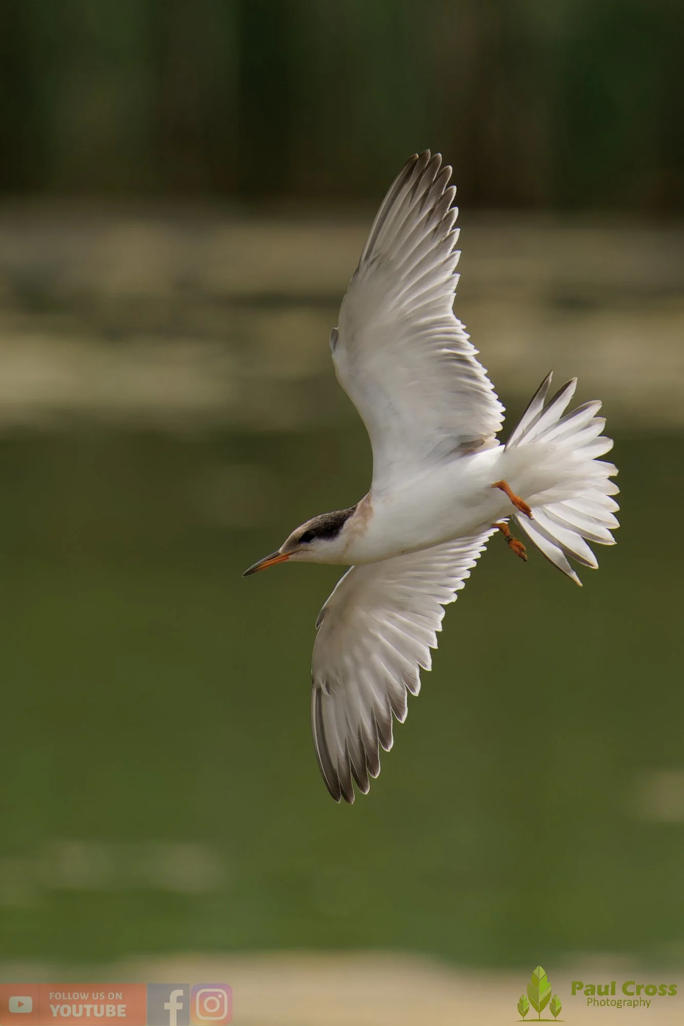 Common Tern-02258.jpg