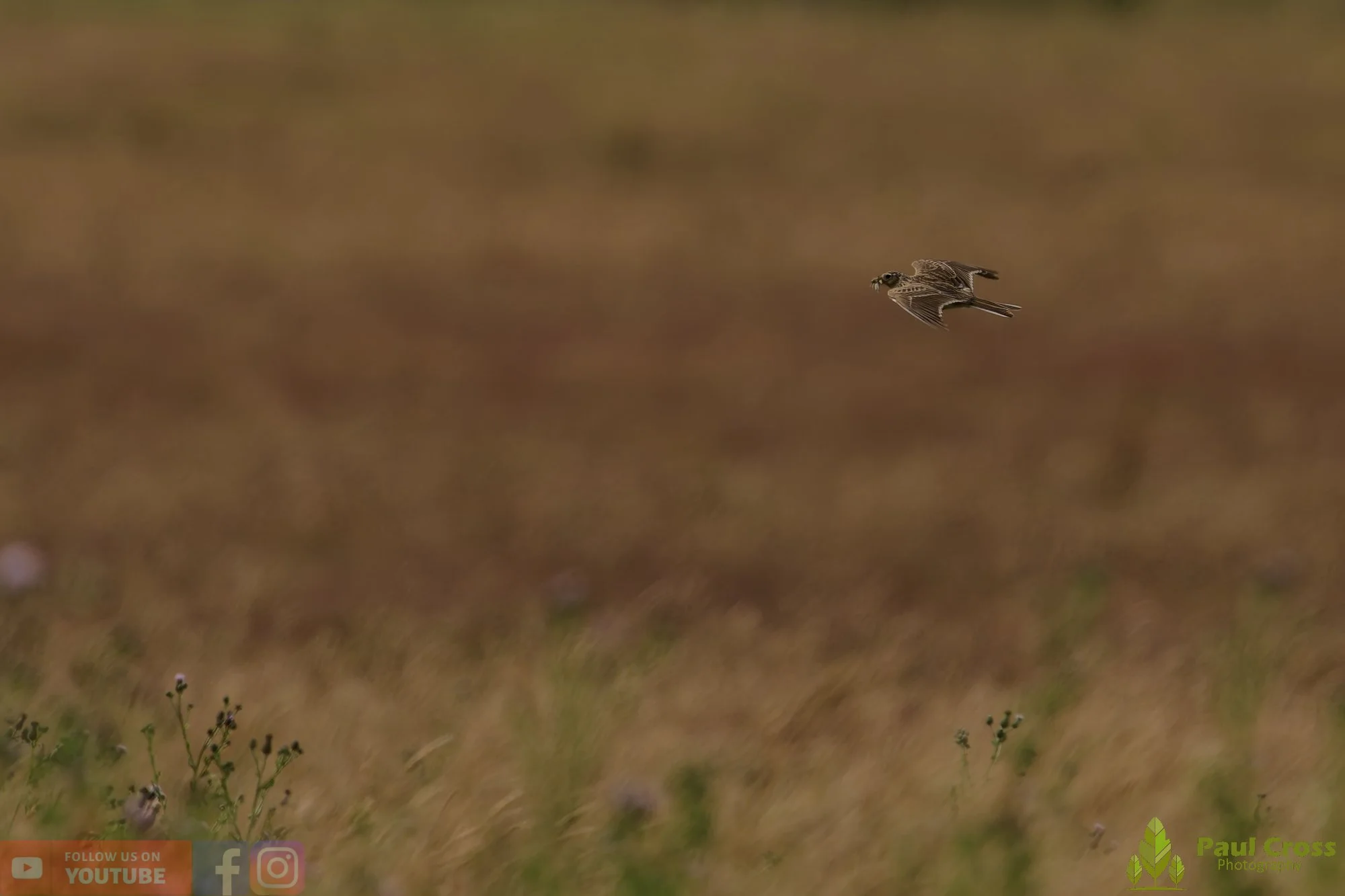 Skylark-00018.jpg