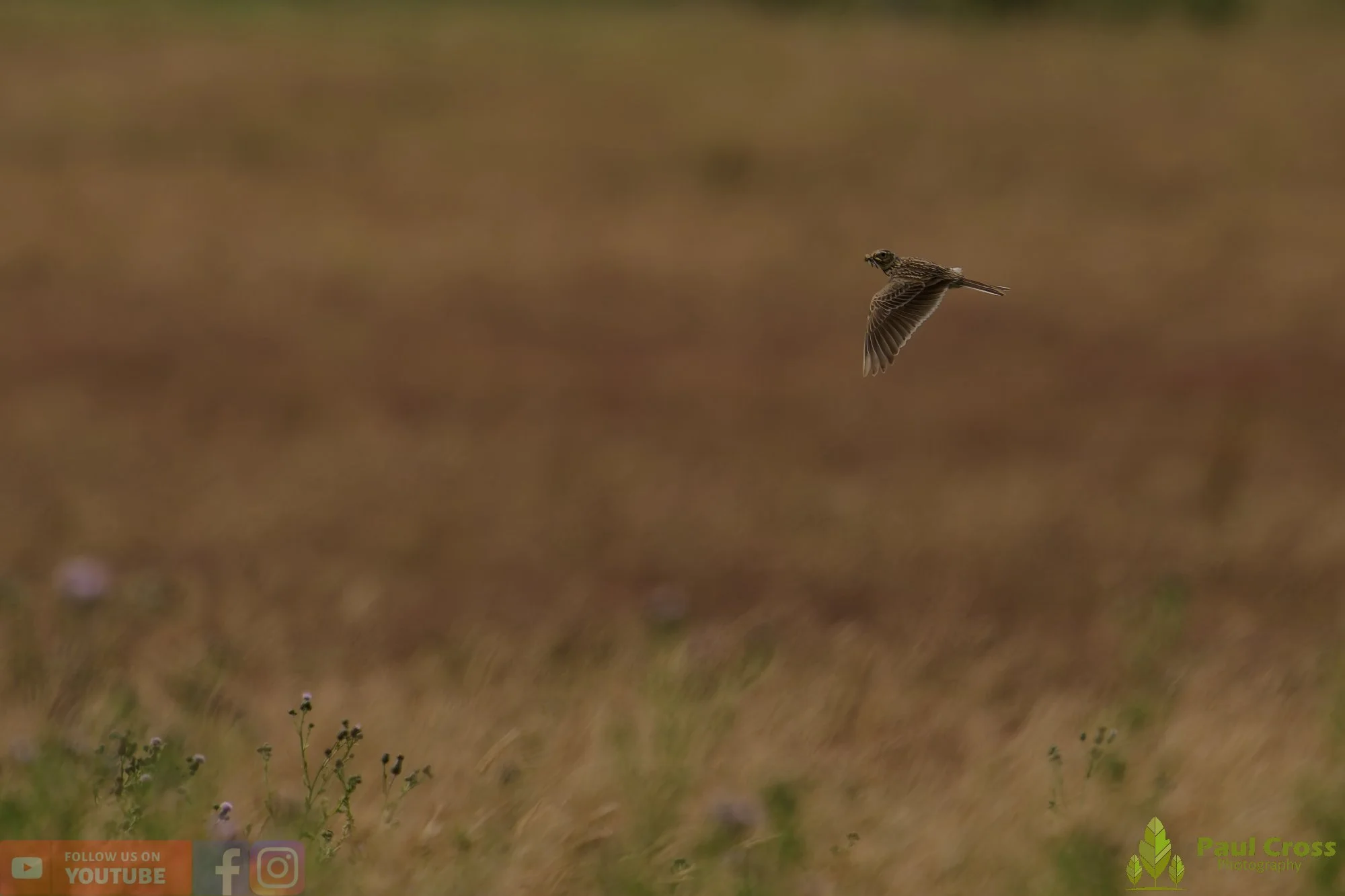 Skylark-00019.jpg