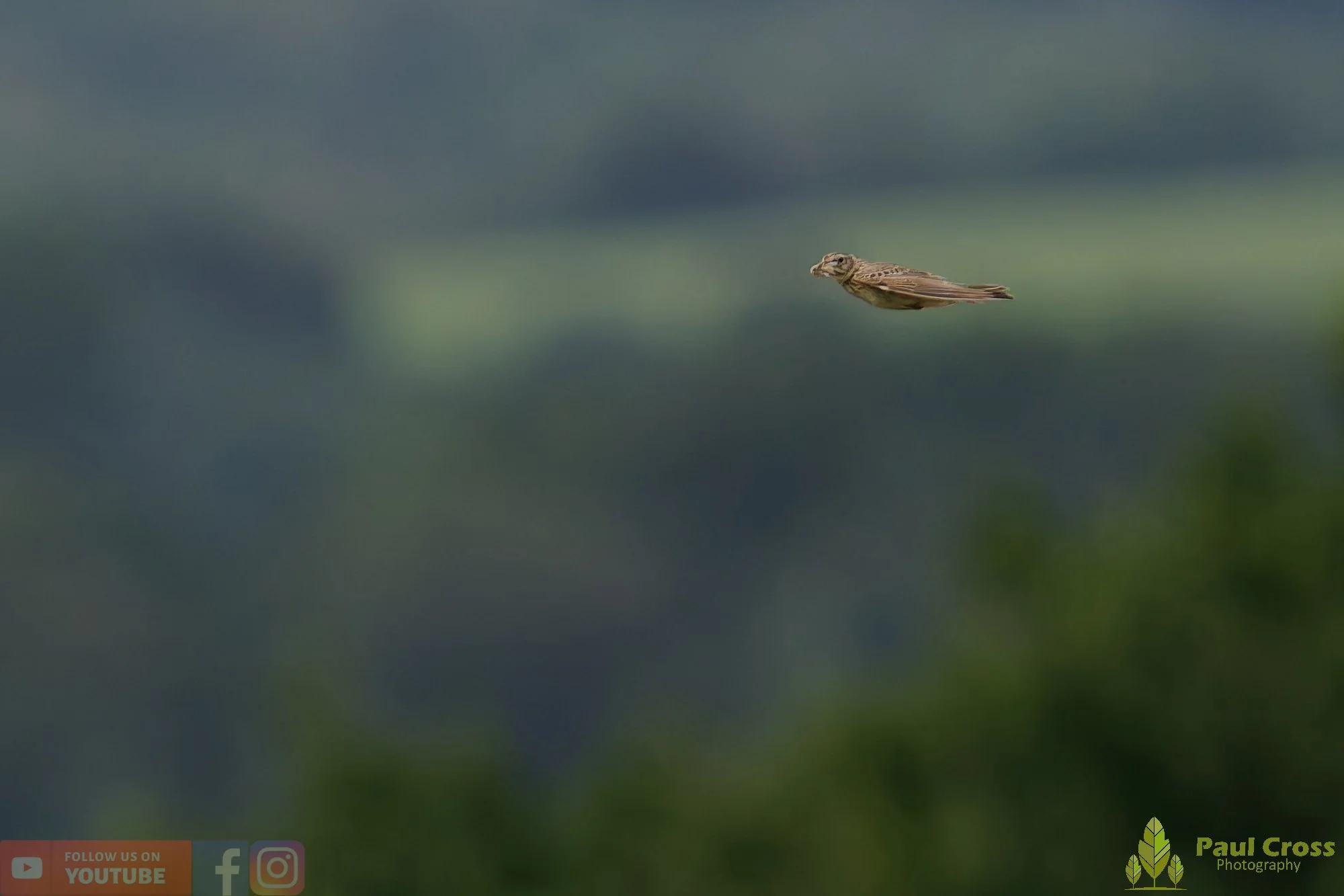 Skylark-00020.jpg