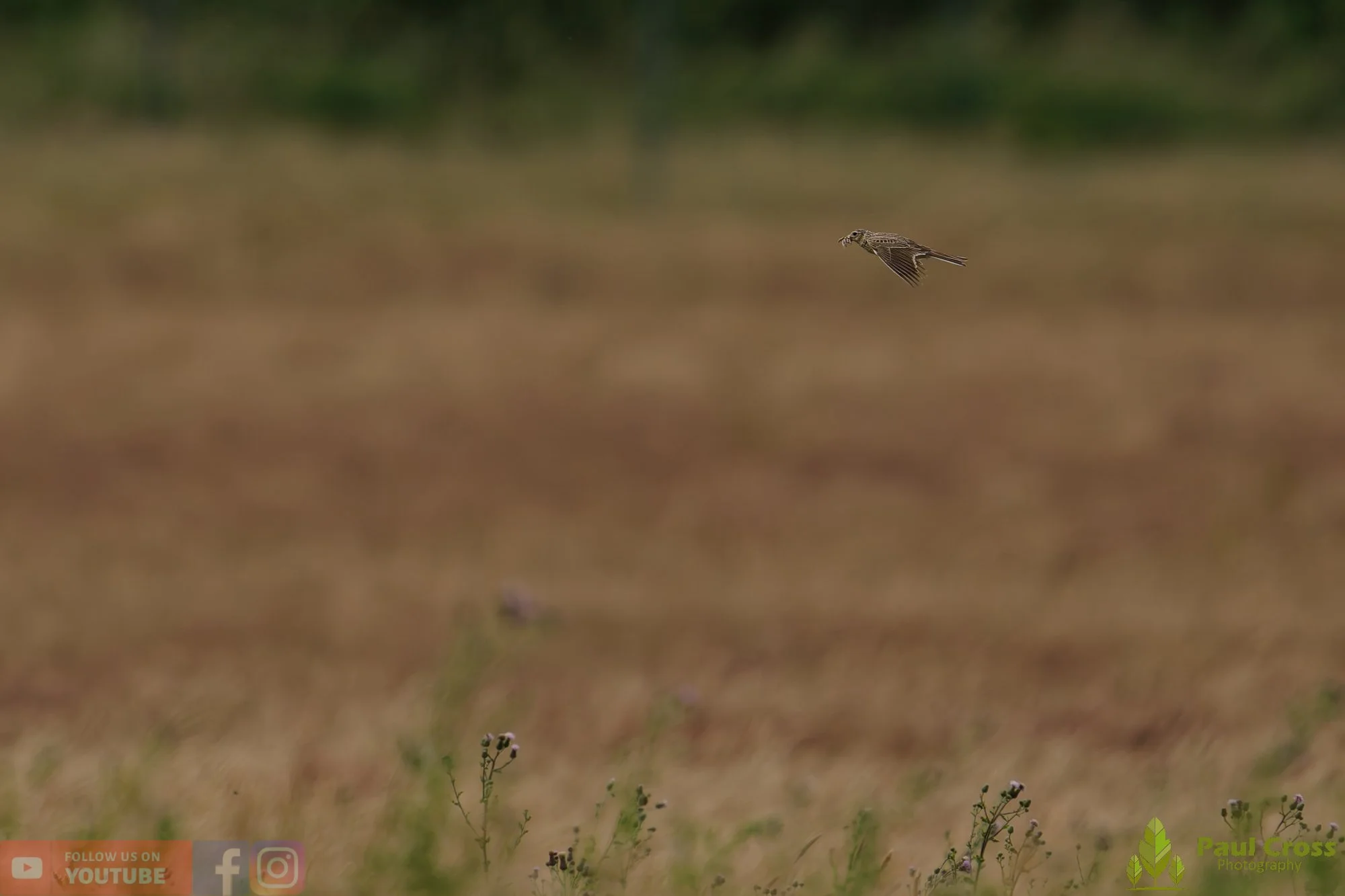 Skylark-00021.jpg
