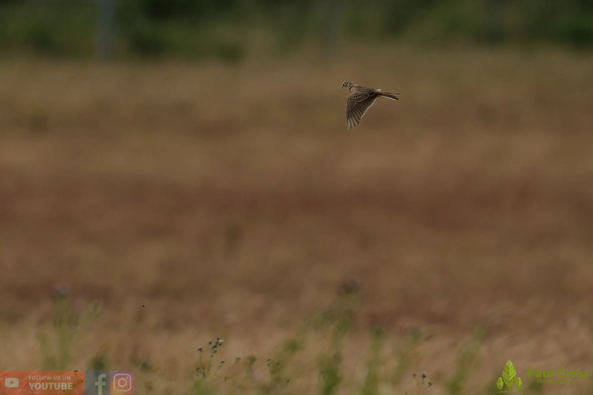 Skylark-00024.jpg