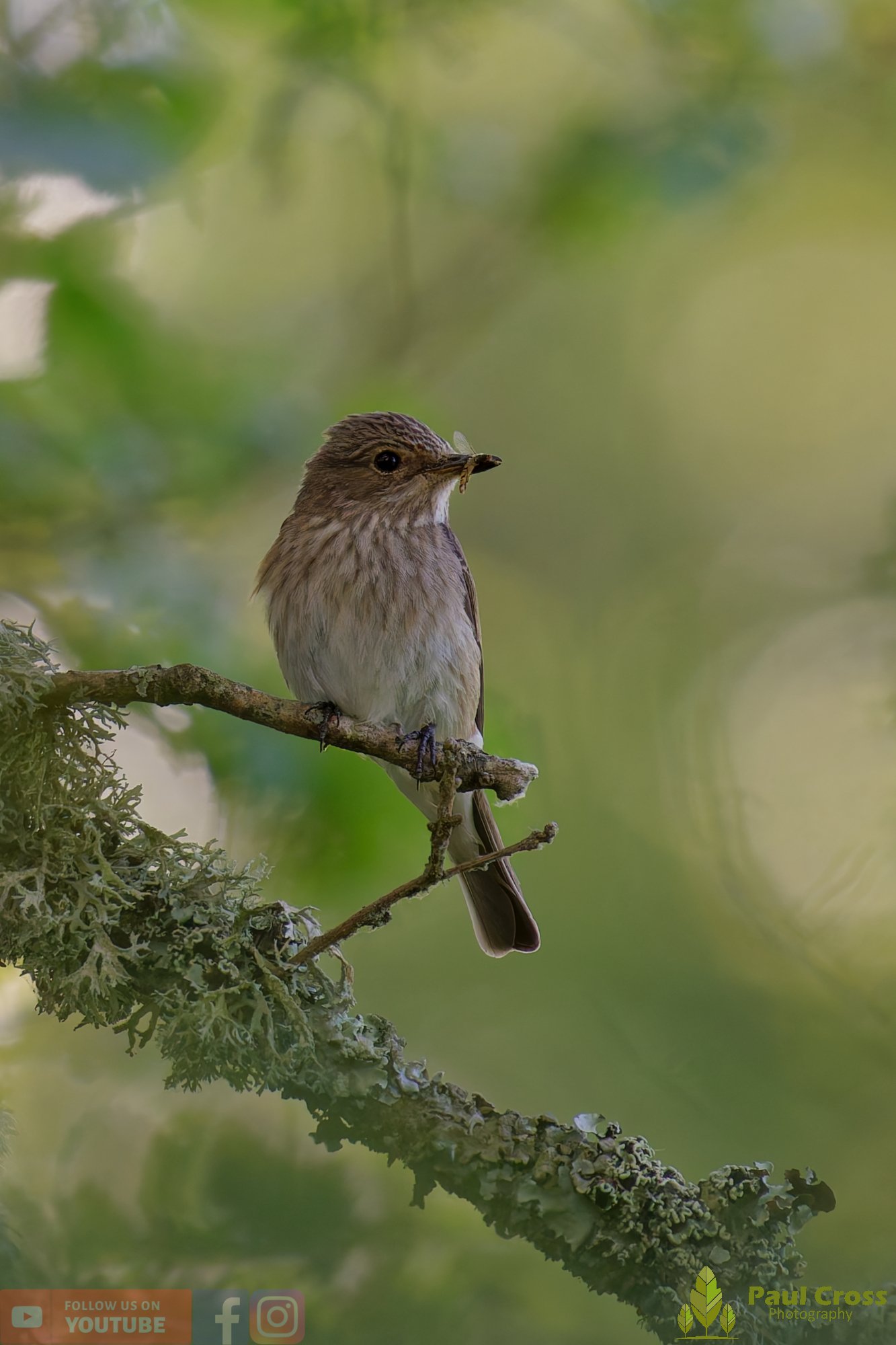 Spotted Flycatcher-00036.jpg