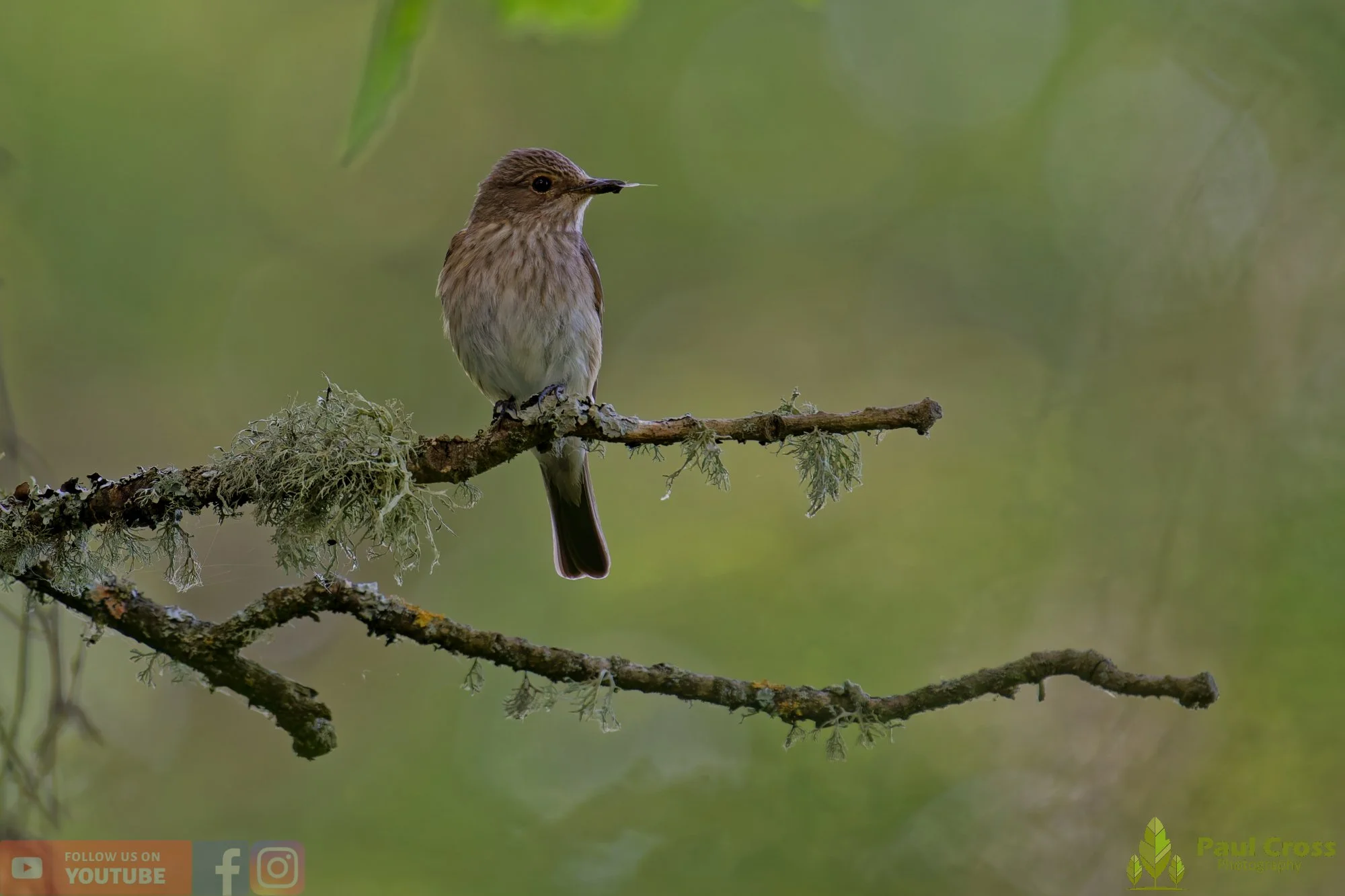 Spotted Flycatcher-00042.jpg