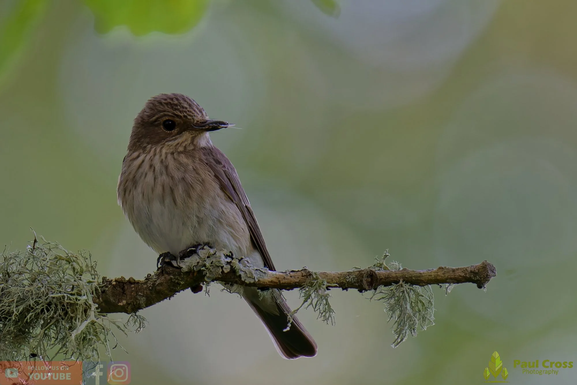 Spotted Flycatcher-00044.jpg