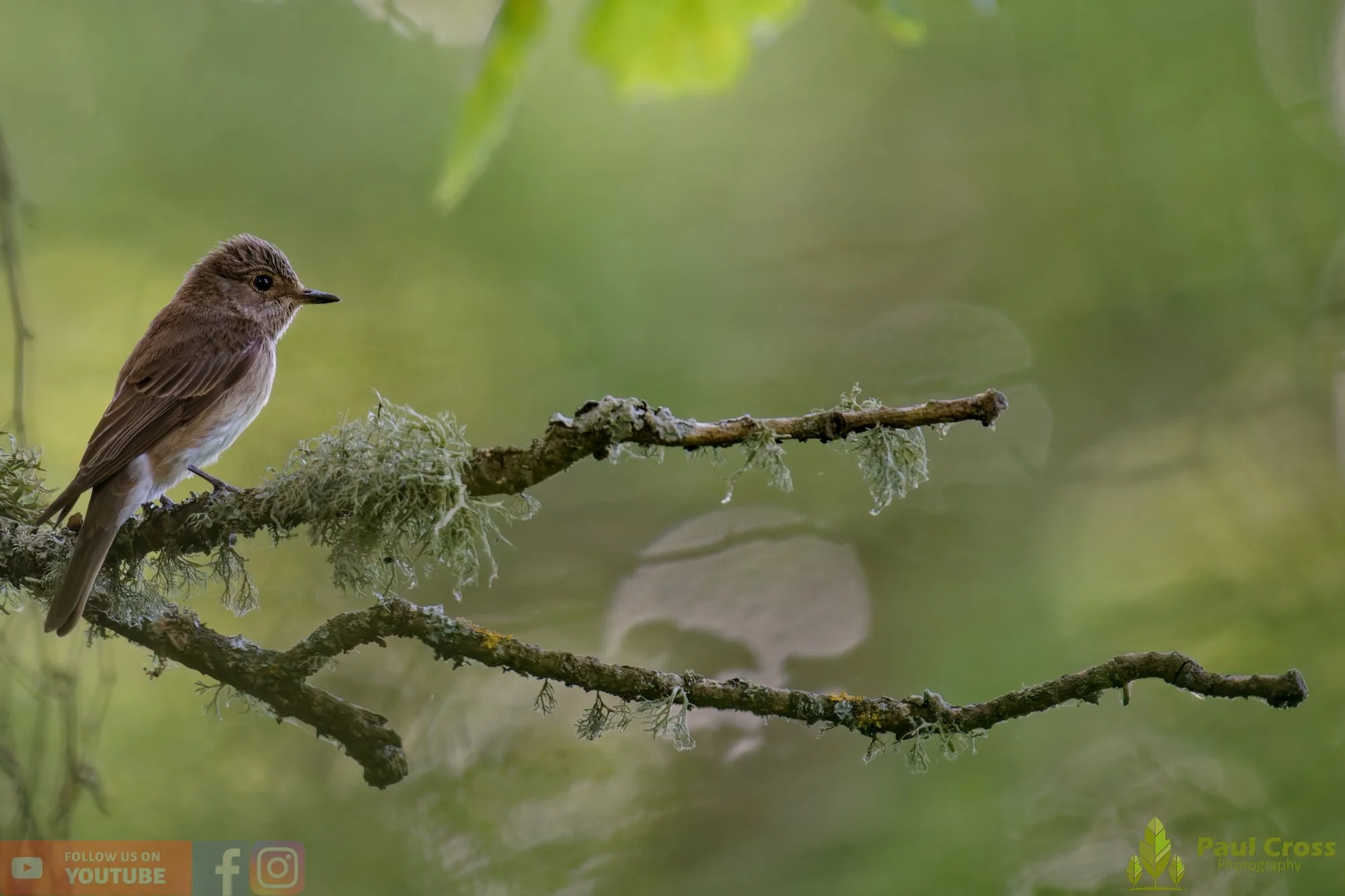 Spotted Flycatcher-00045.jpg