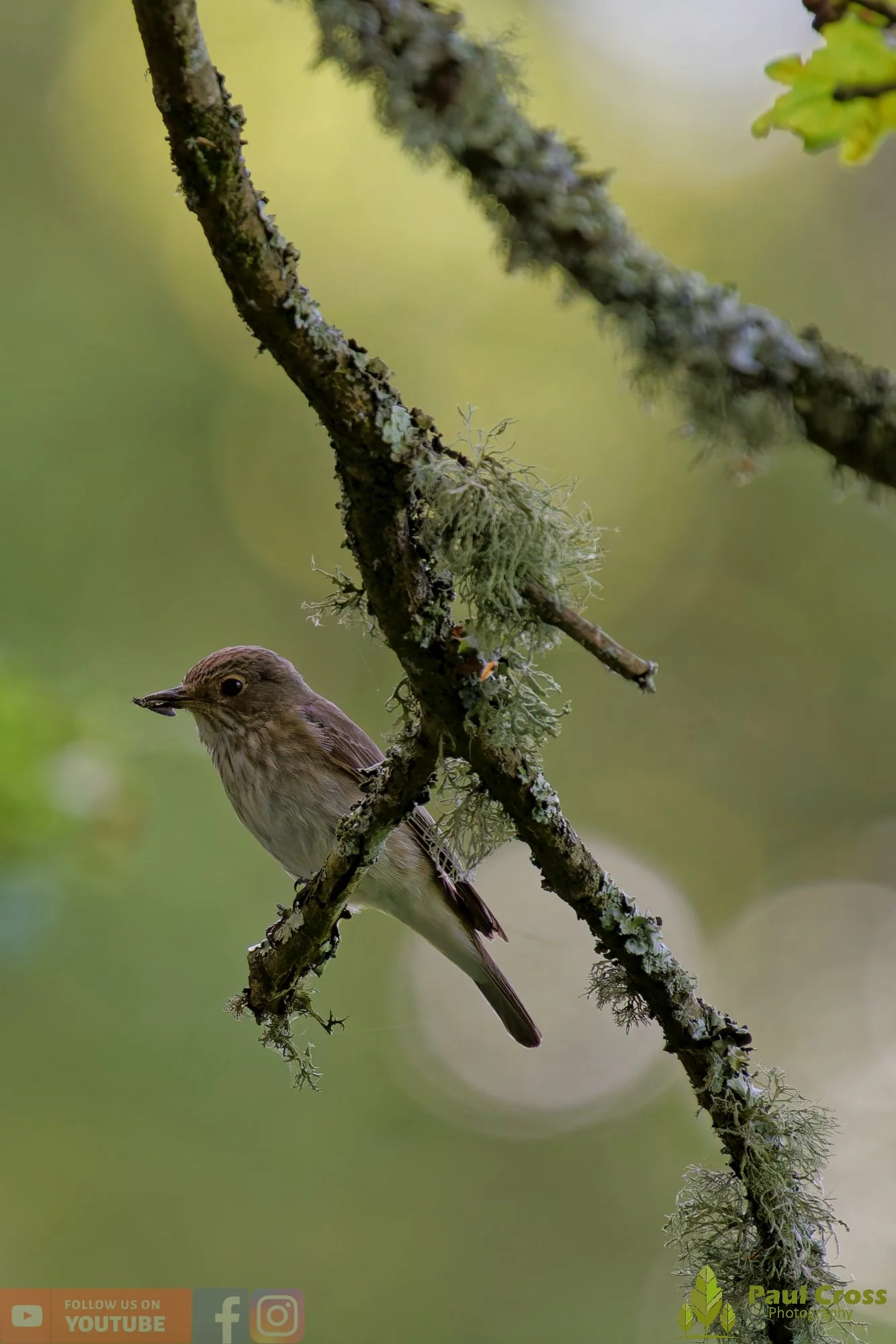 Spotted Flycatcher-00046.jpg