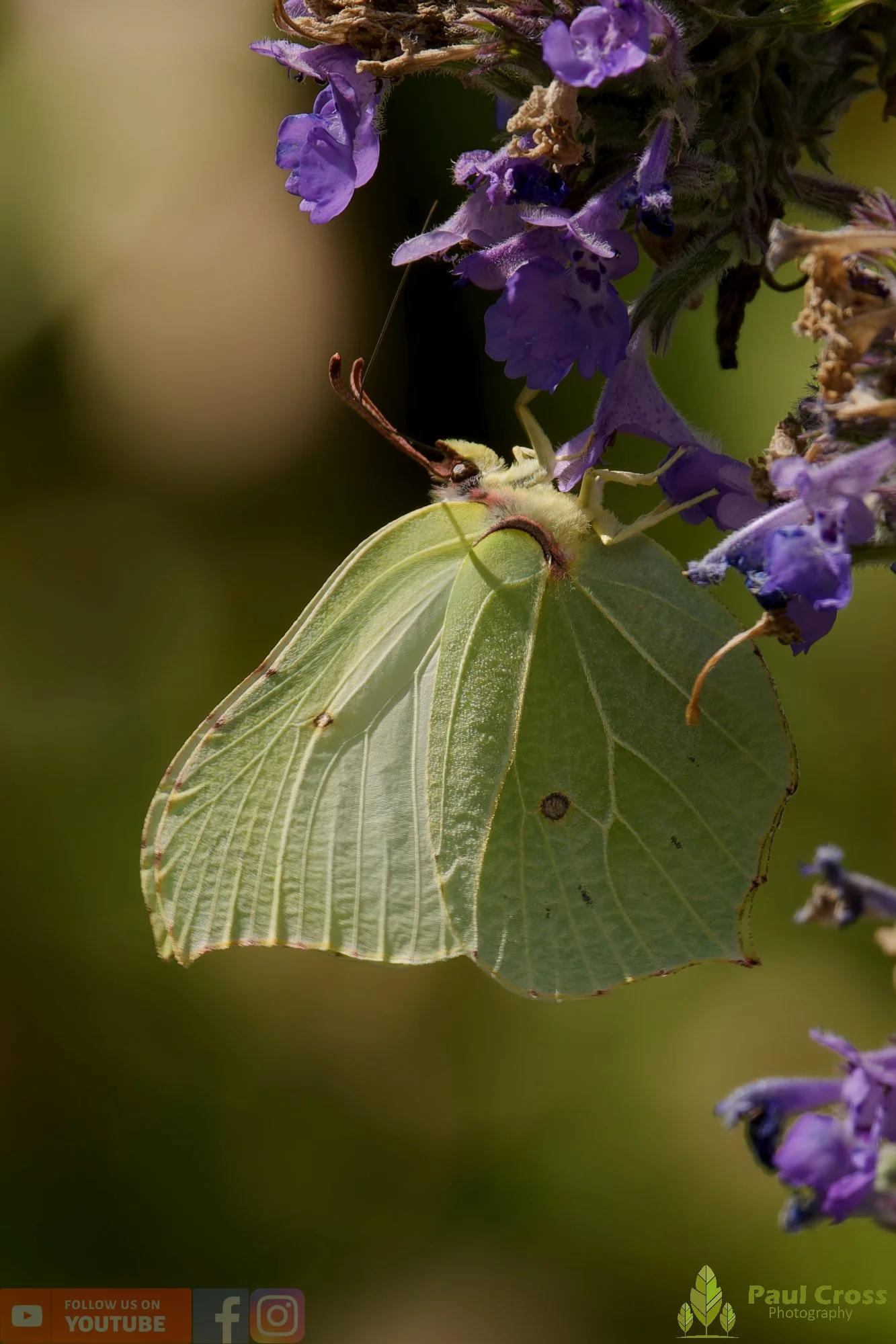 Brimstone-00037.jpg