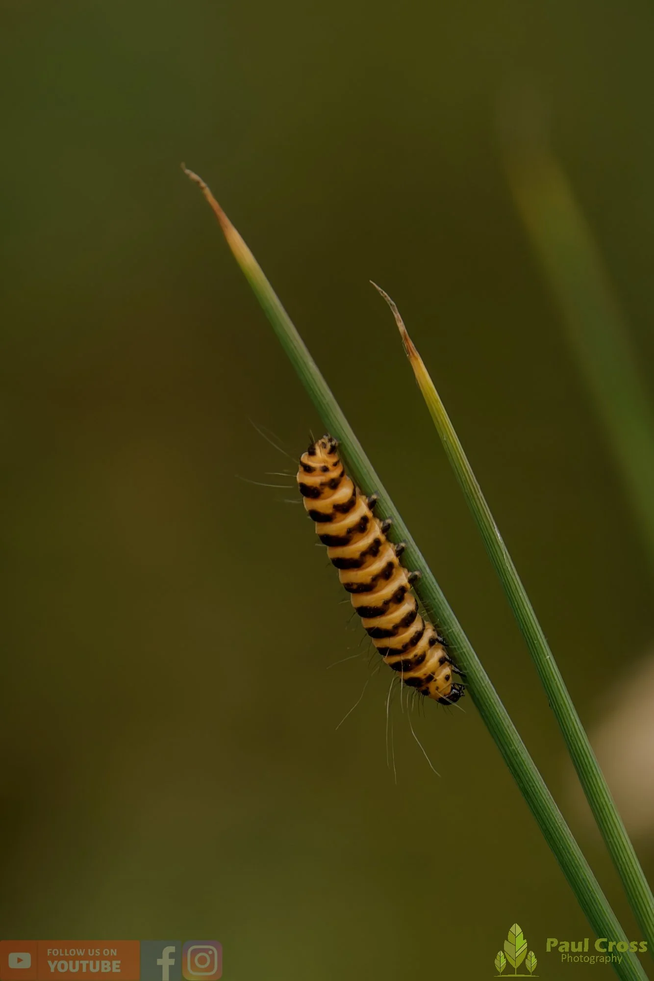 Cinnabar Moth-00003.jpg