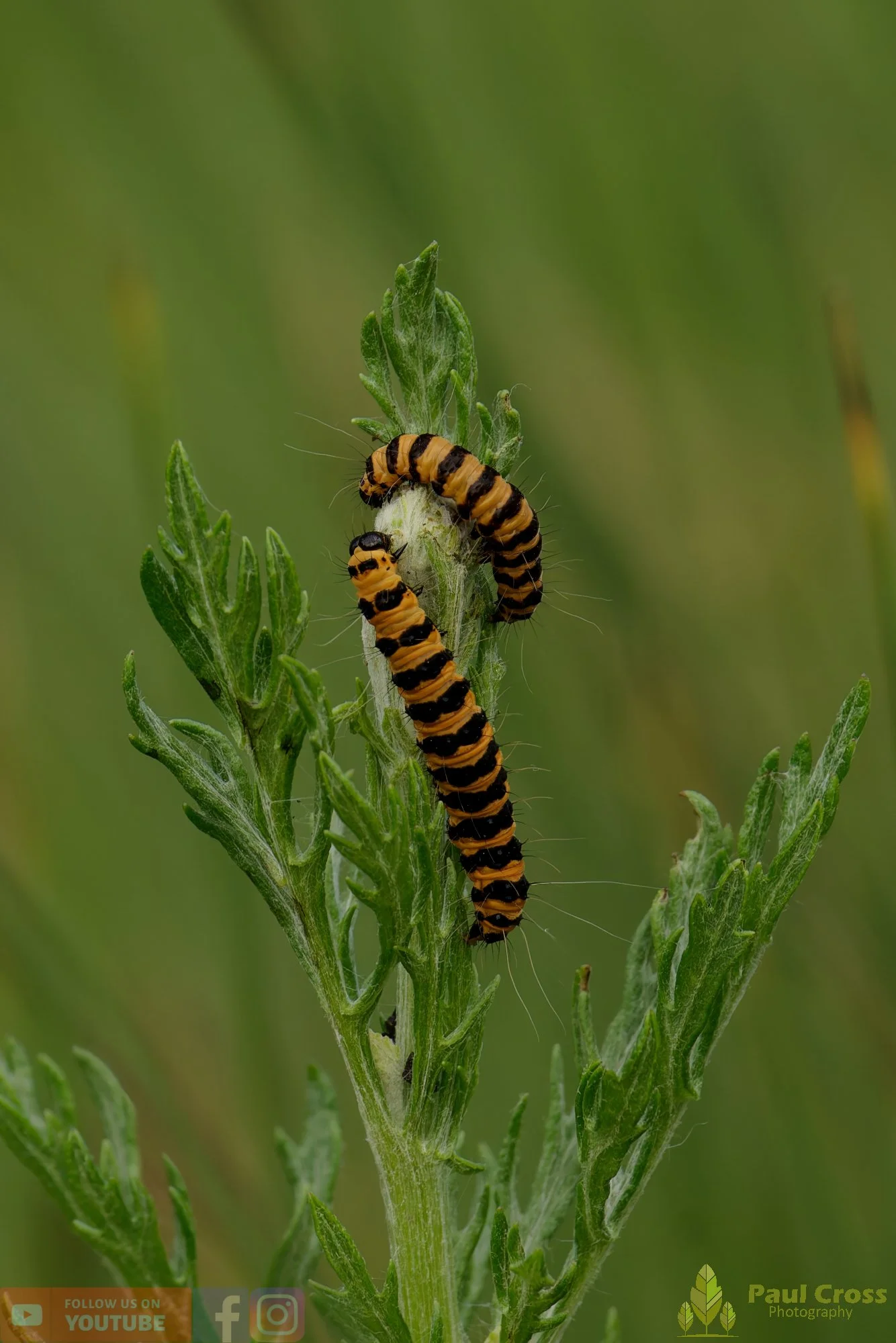 Cinnabar Moth-00005.jpg
