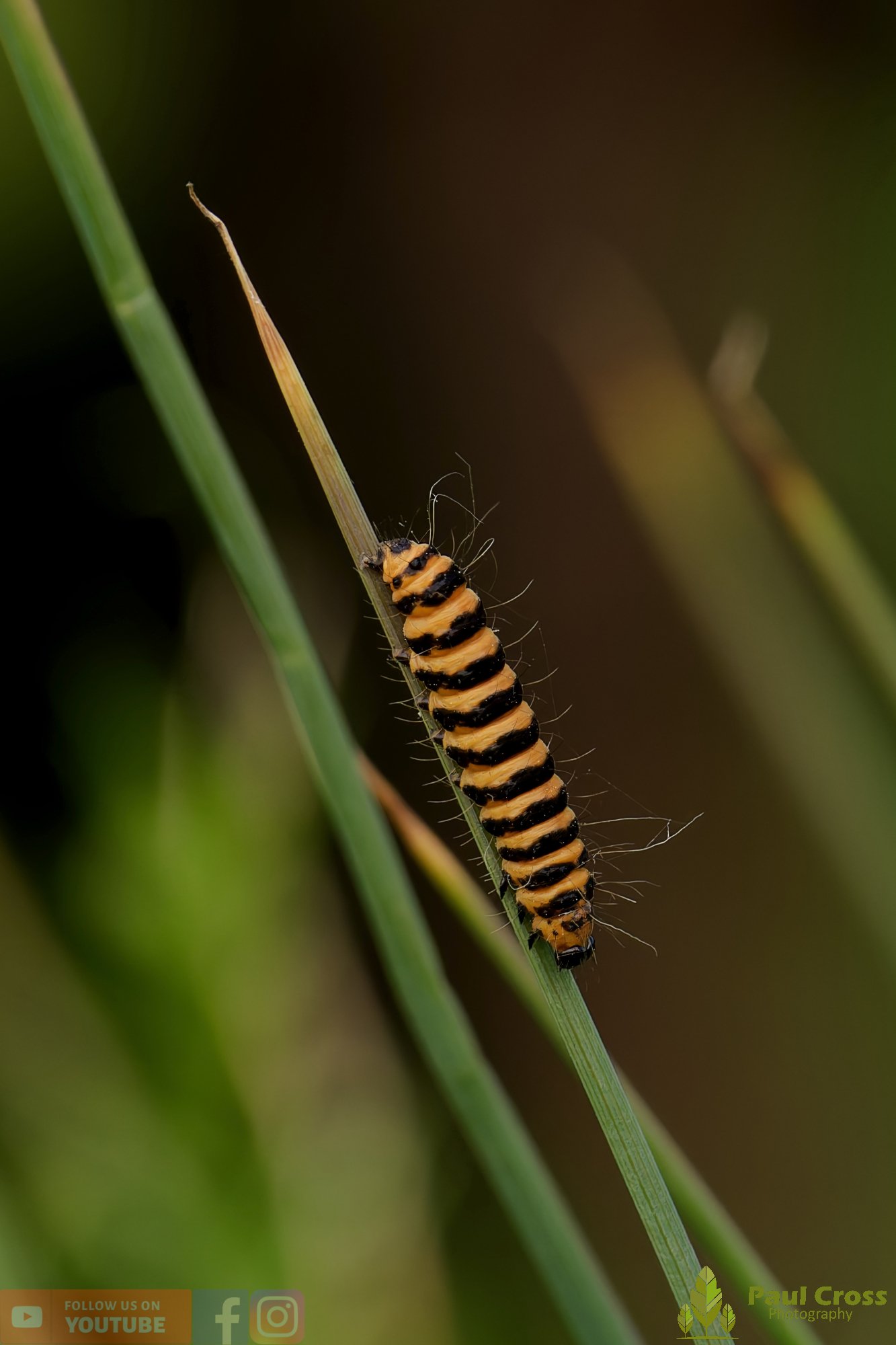 Cinnabar Moth-00006.jpg