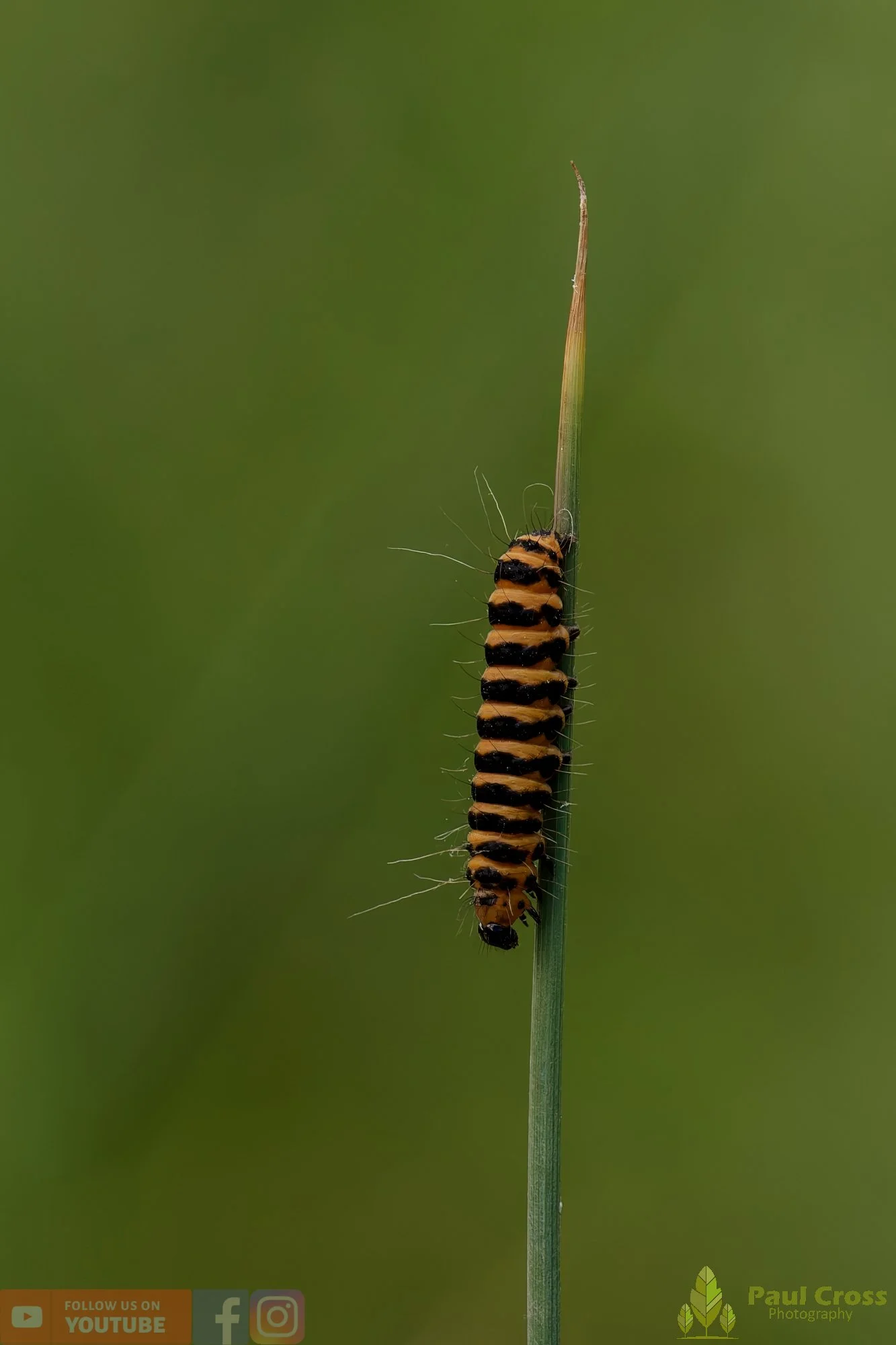 Cinnabar Moth-00008.jpg