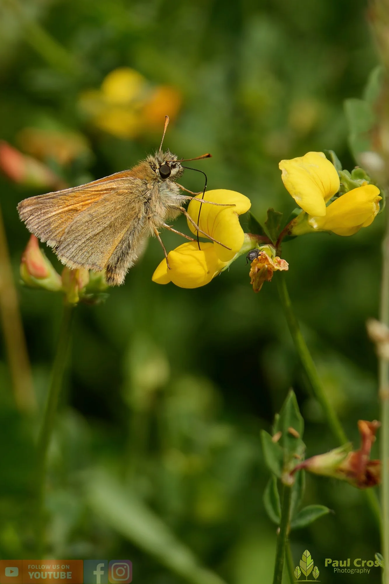 Large Skipper - Ochlodes sylvanus-00007.jpg