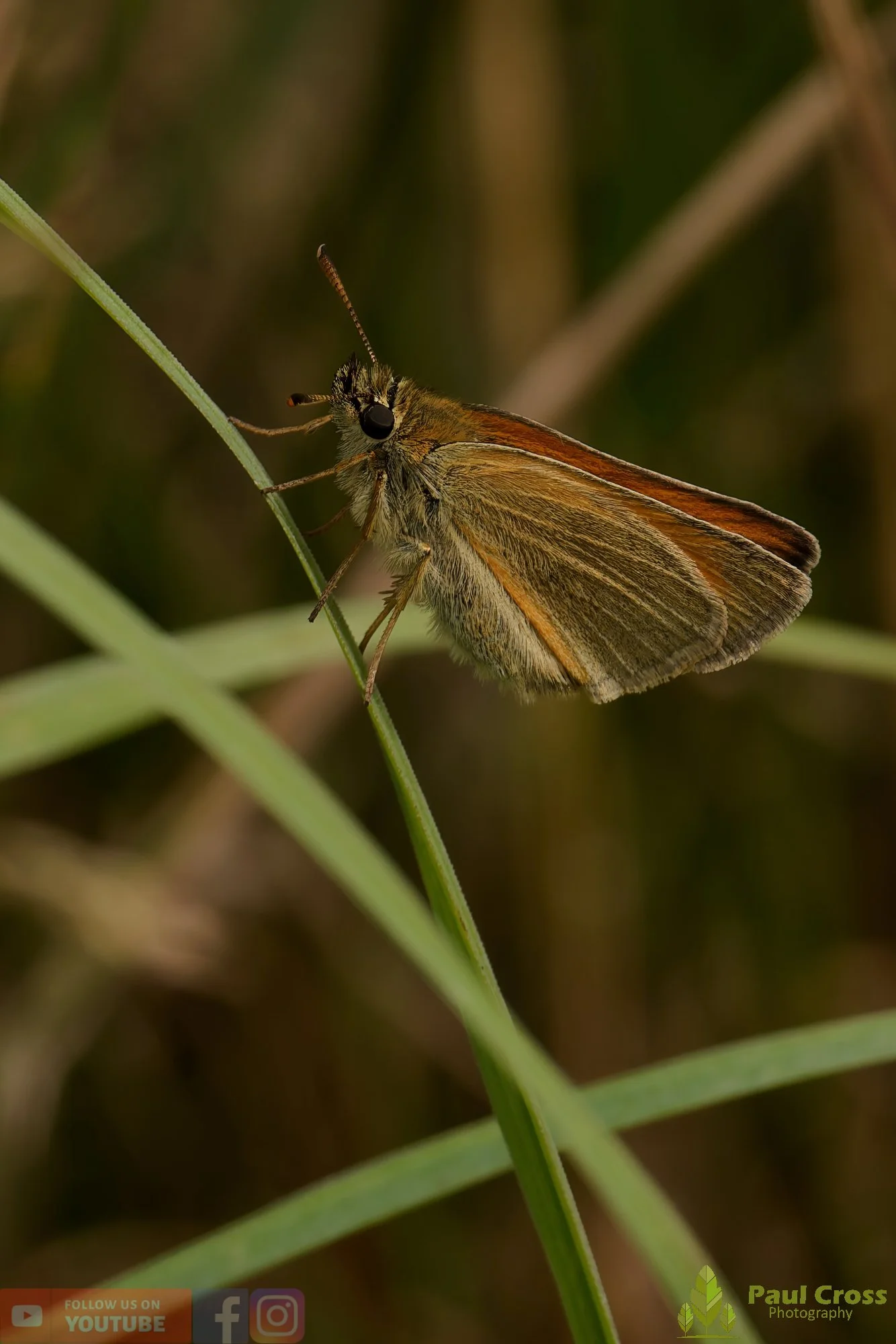 Large Skipper - Ochlodes sylvanus-00008.jpg