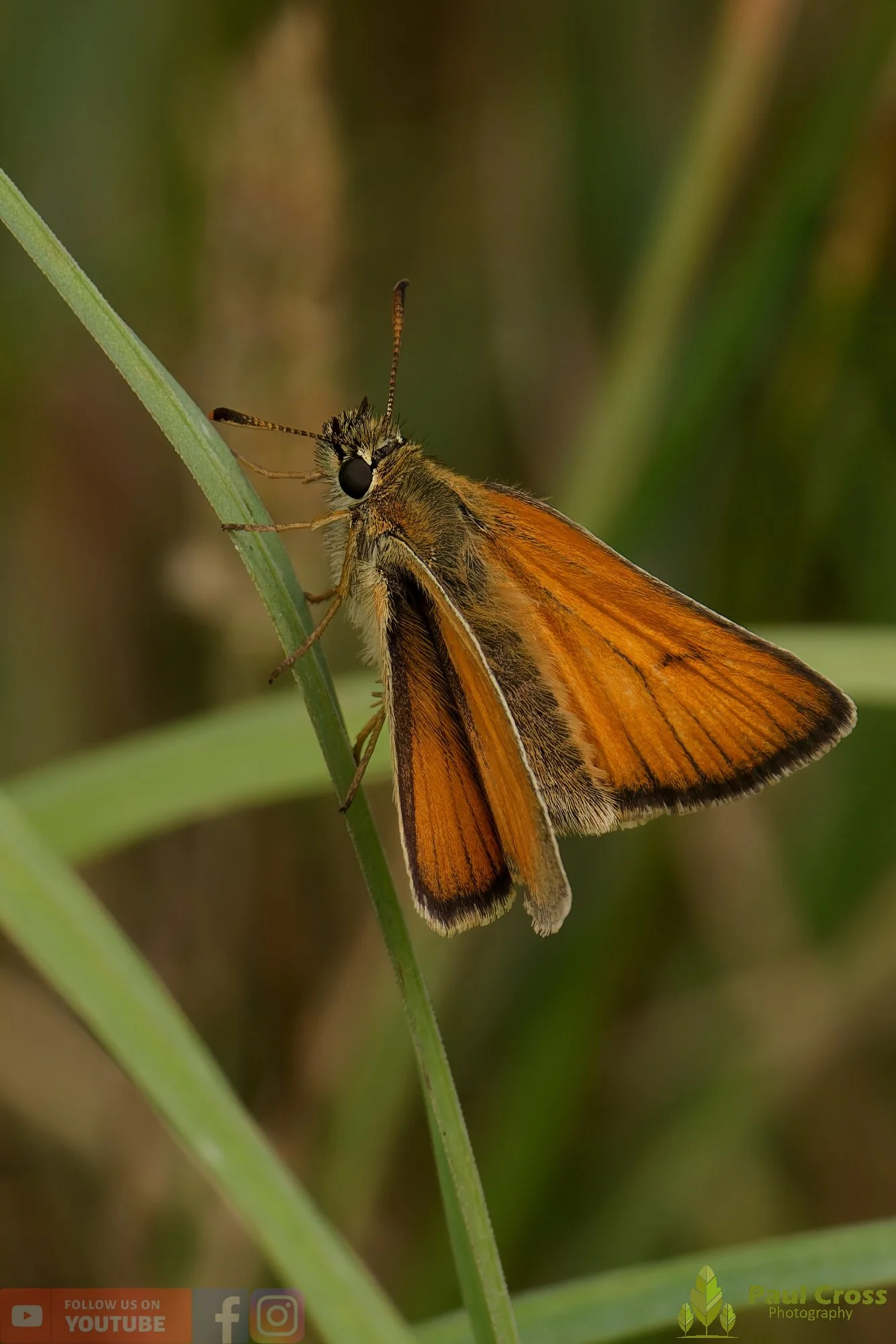 Large Skipper - Ochlodes sylvanus-00009.jpg