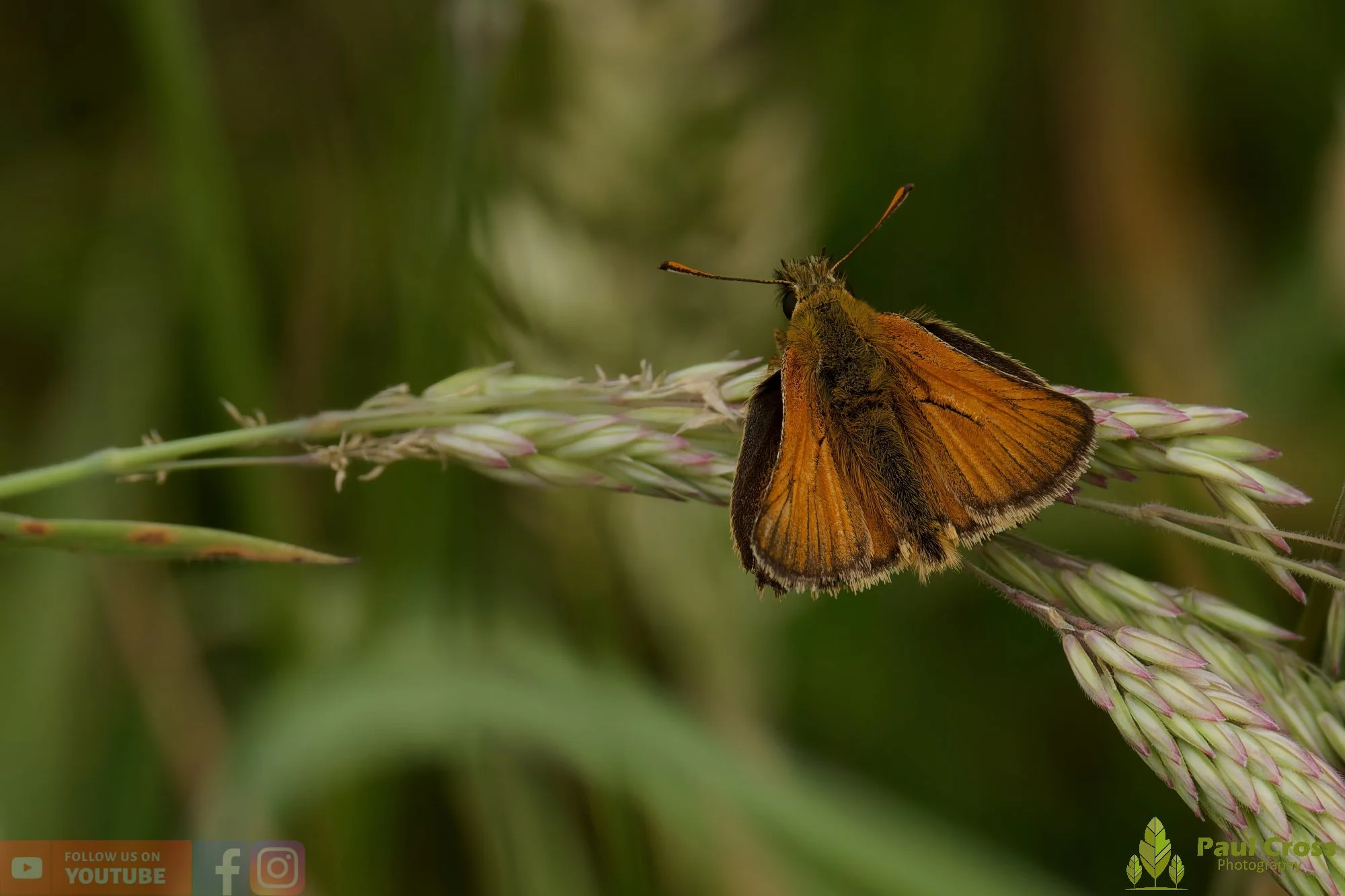 Large Skipper - Ochlodes sylvanus-00011.jpg
