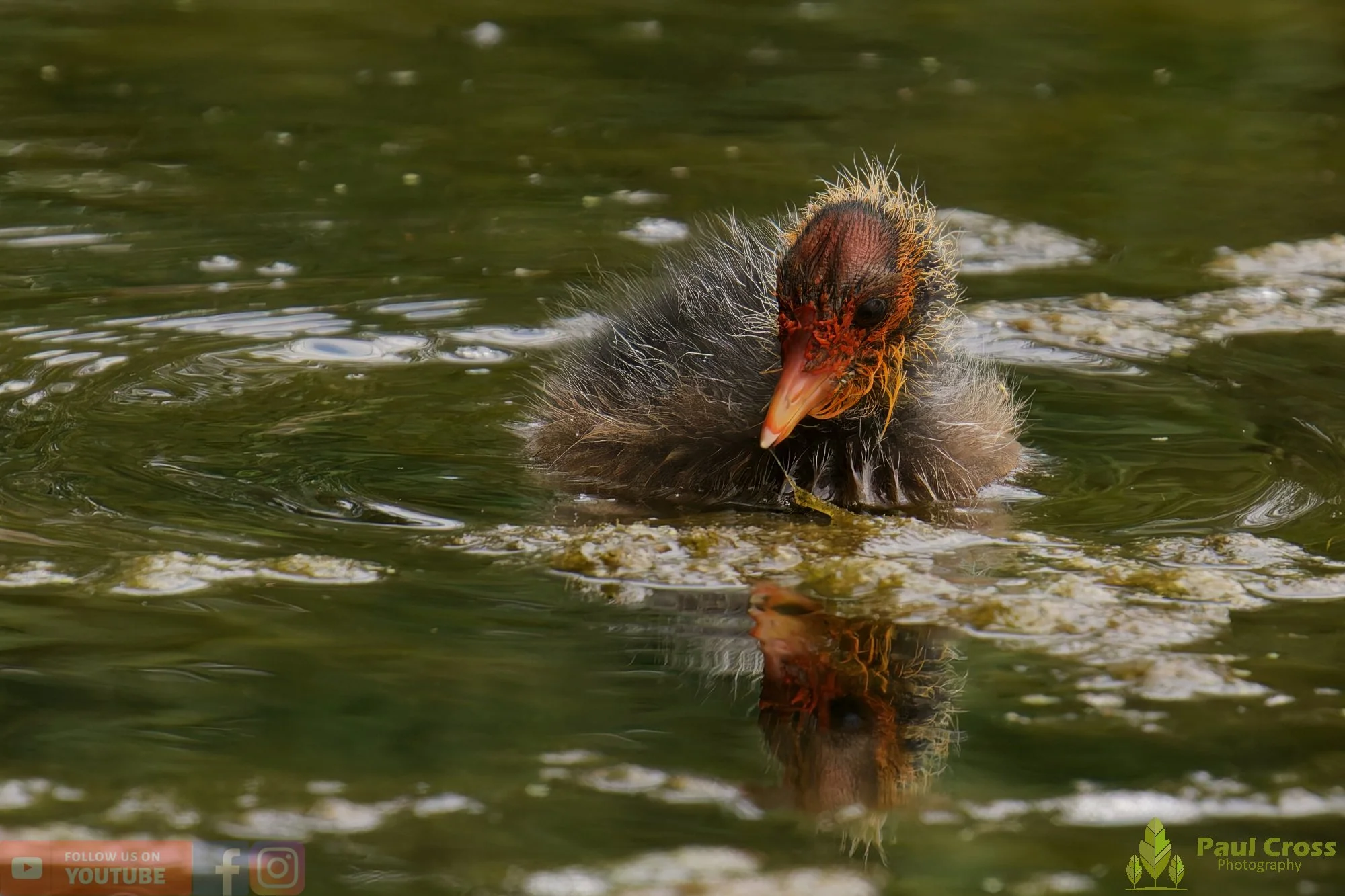 Coot-00654.jpg