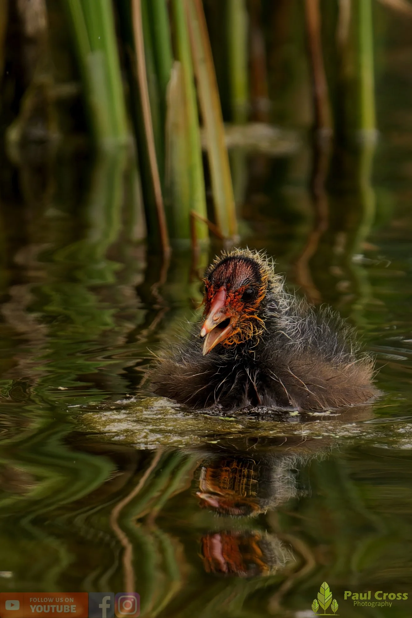 Coot-00653.jpg