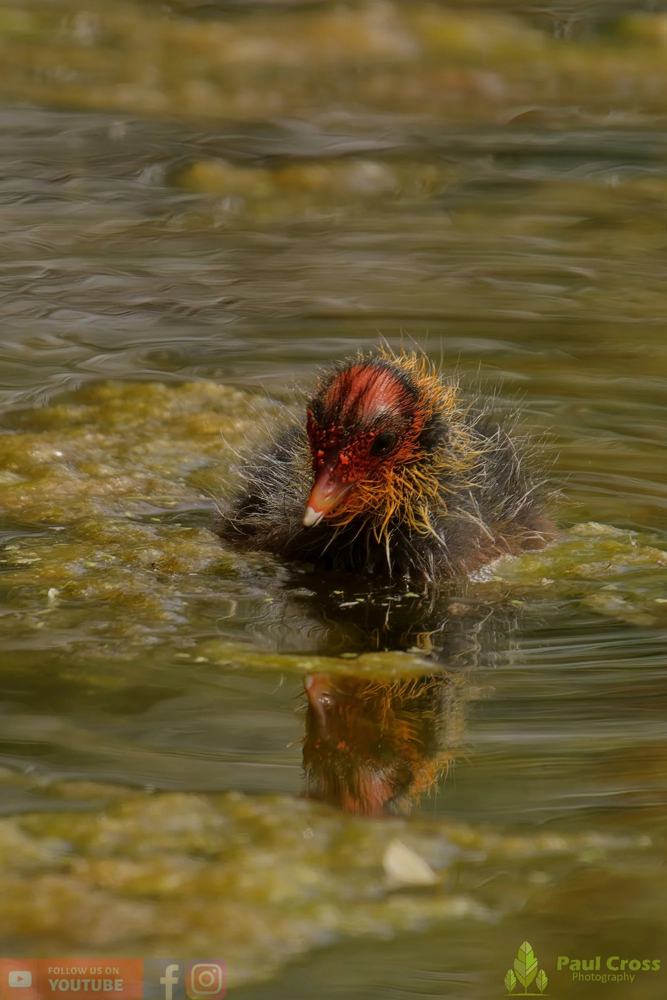 Coot-00655.jpg
