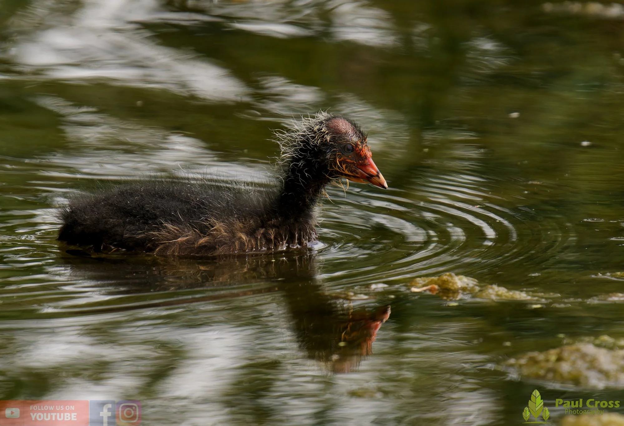 Coot-00656.jpg