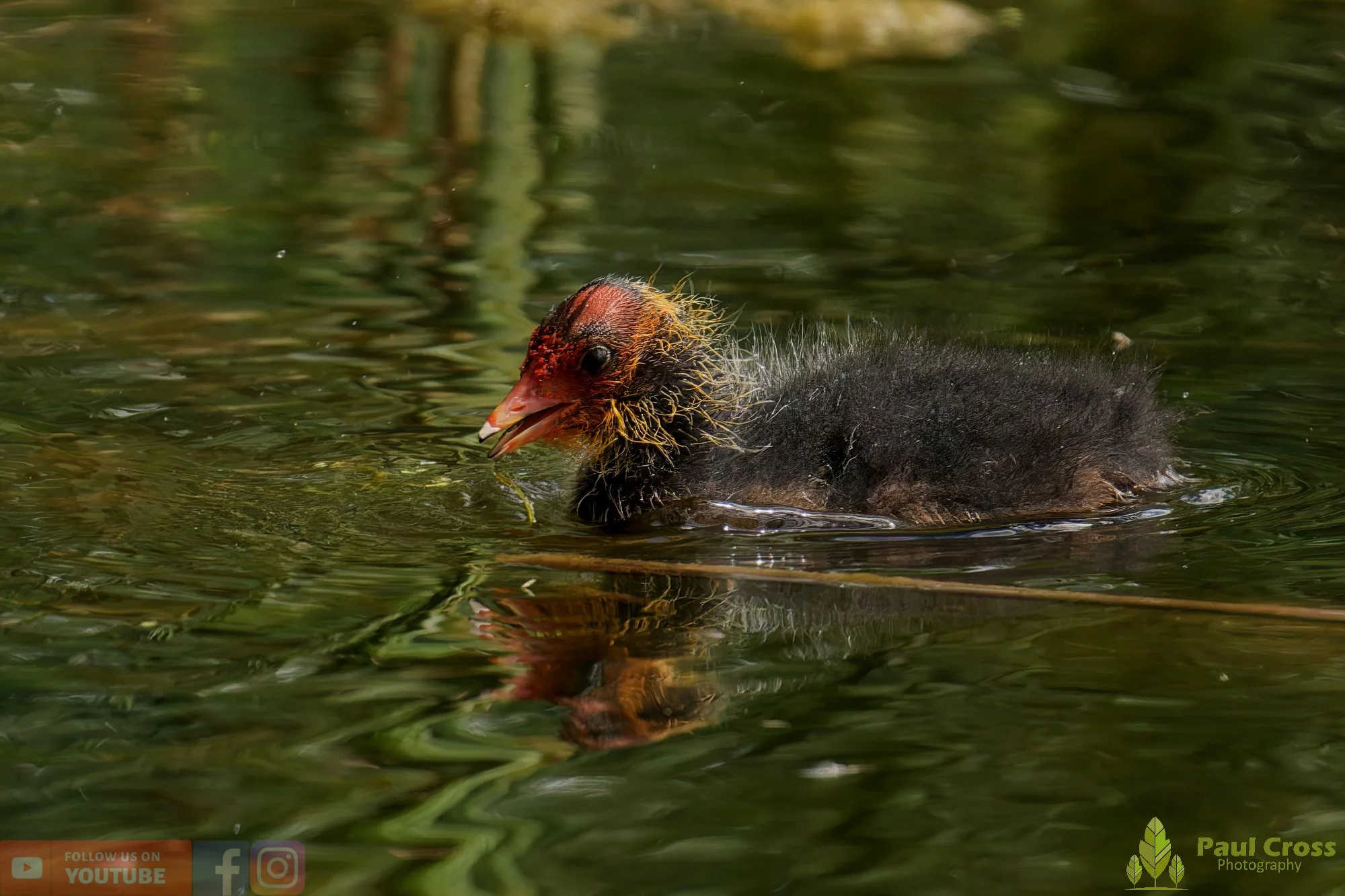 Coot-00659.jpg