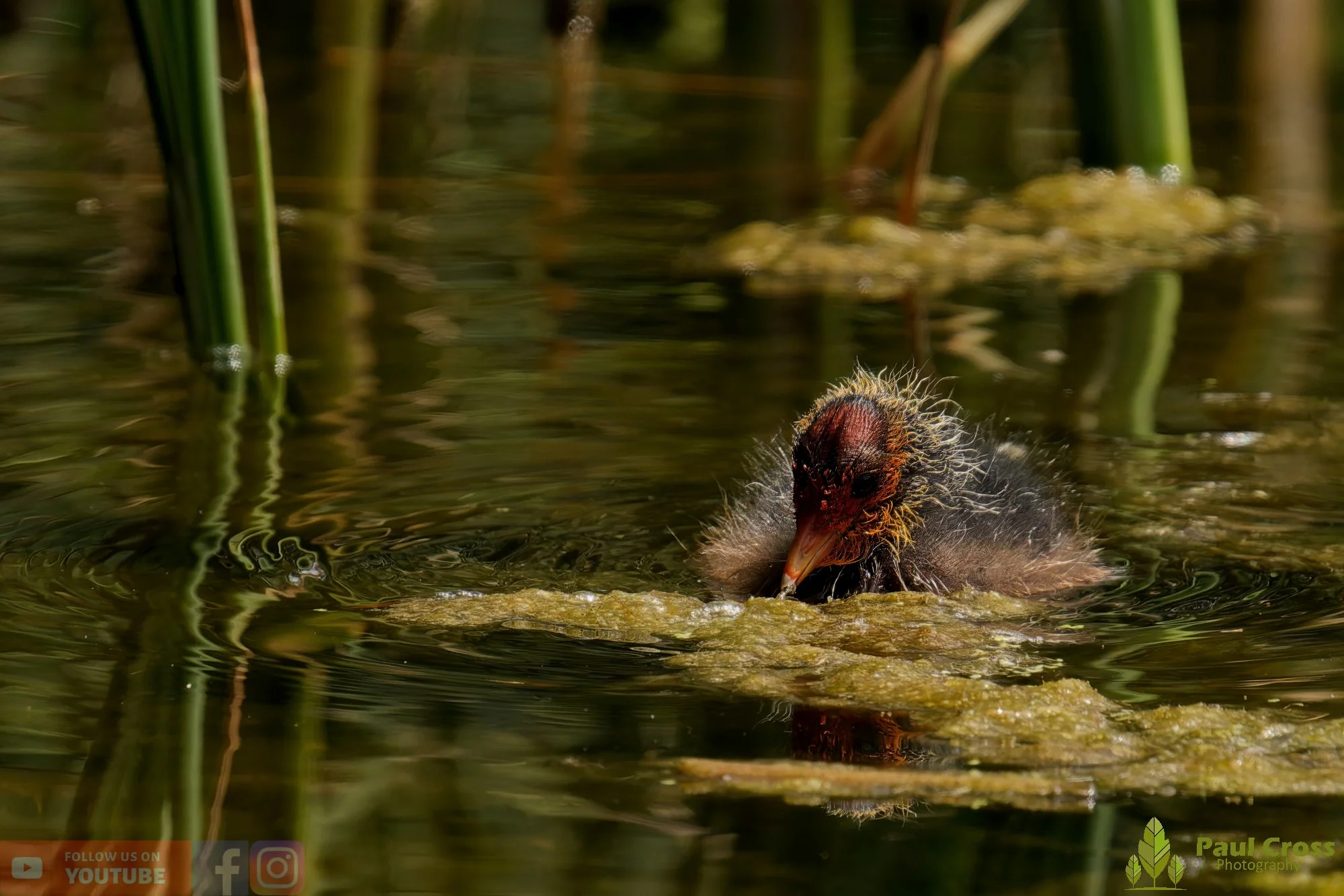 Coot-00660.jpg