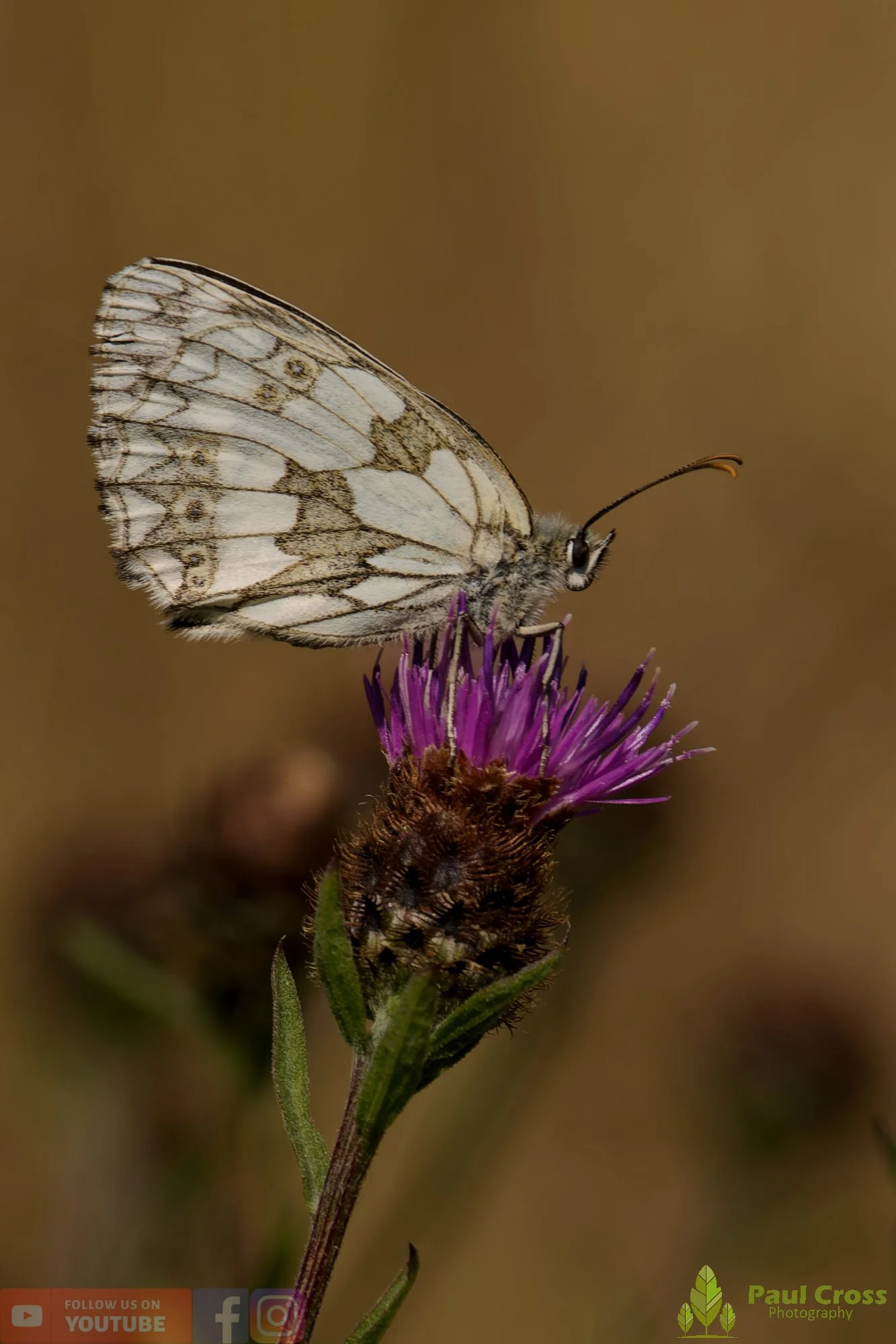 Marbled White - Melanargia galathea-00011.jpg