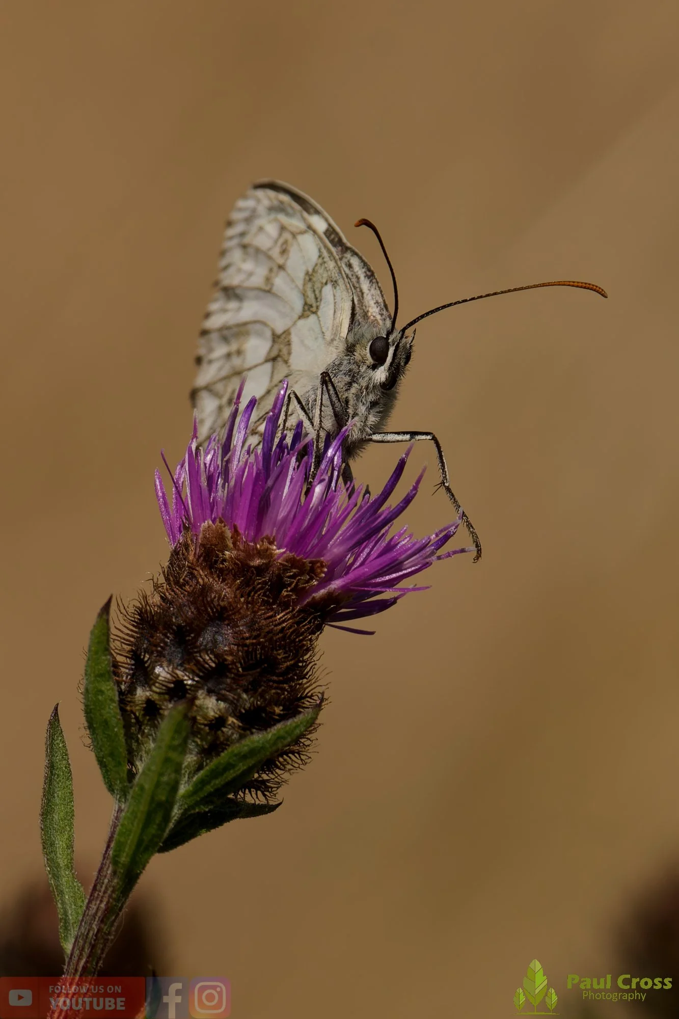 Marbled White - Melanargia galathea-00012.jpg