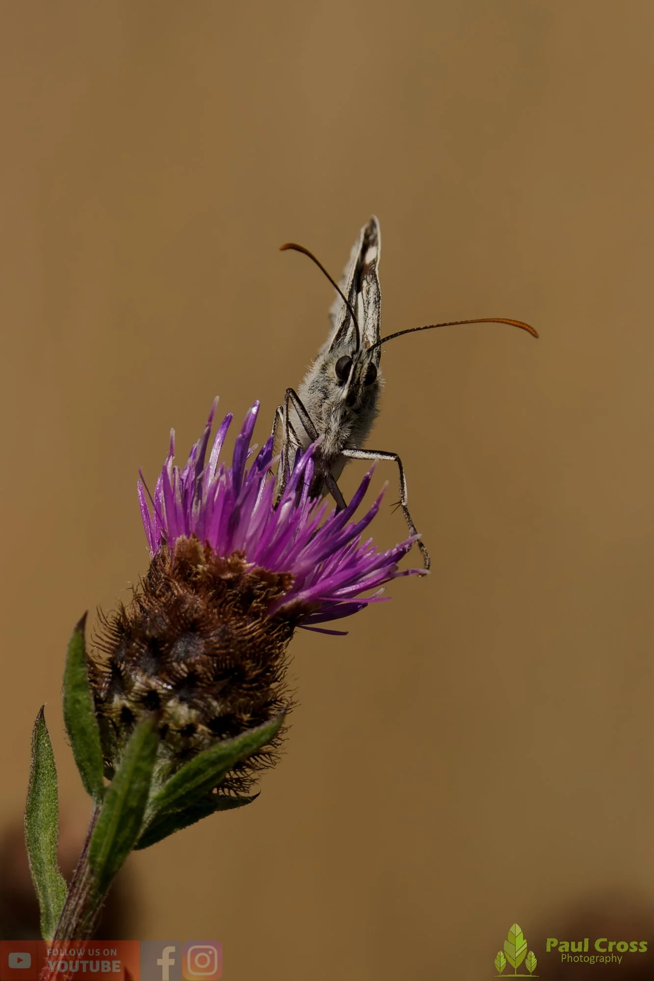 Marbled White - Melanargia galathea-00013.jpg