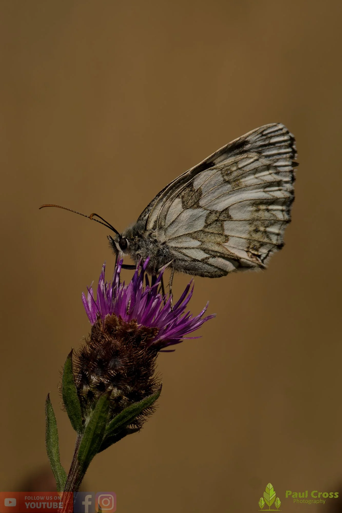 Marbled White - Melanargia galathea-00015.jpg