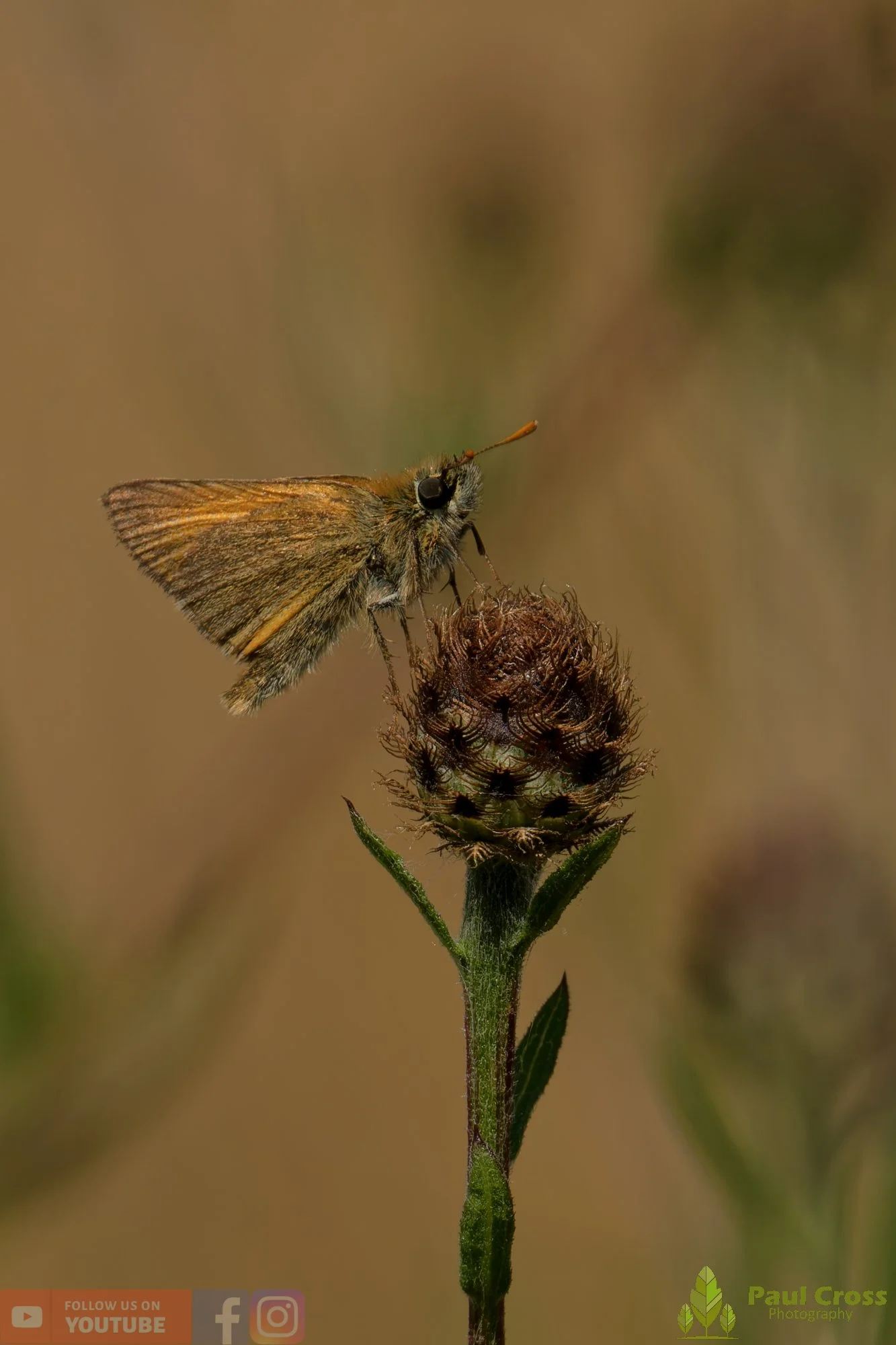 Small Skipper-00002.jpg