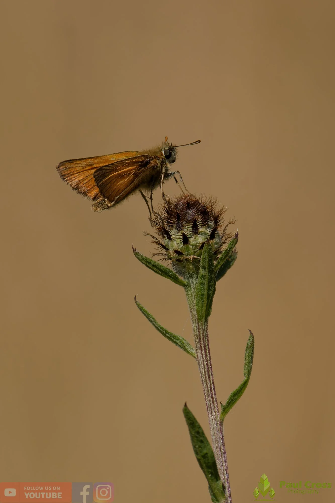 Small Skipper-00003.jpg