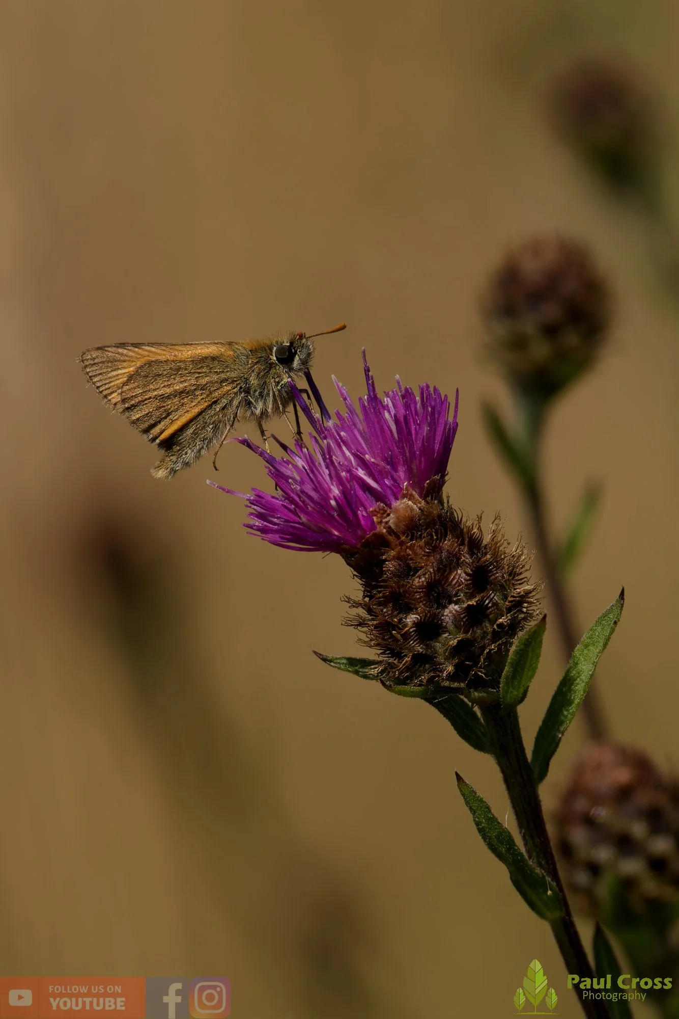 Small Skipper-00004.jpg