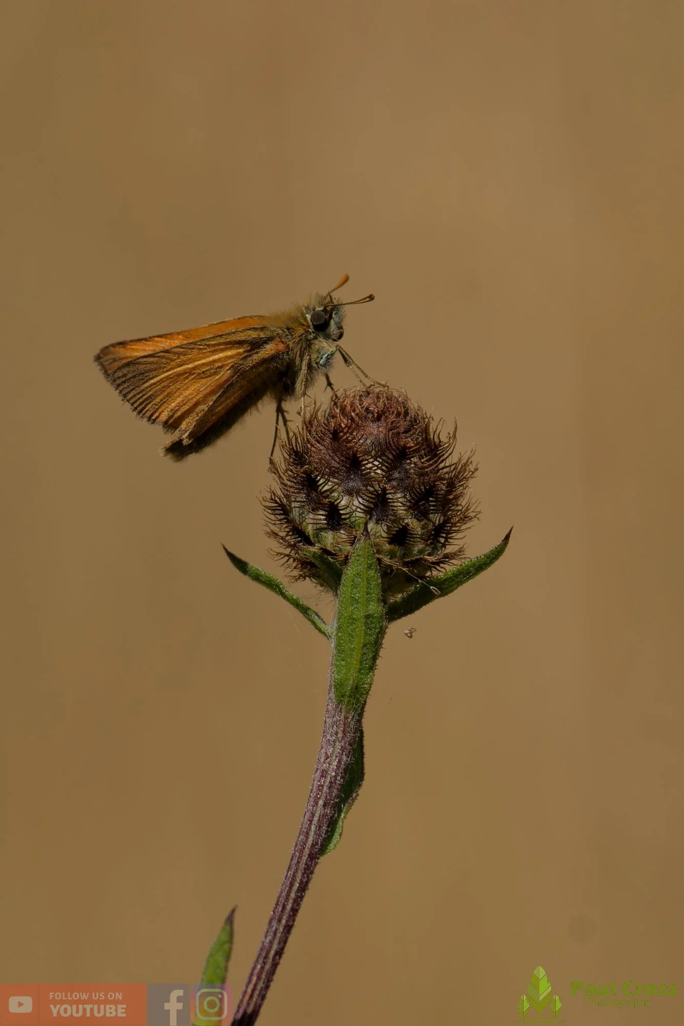 Small Skipper-00005.jpg