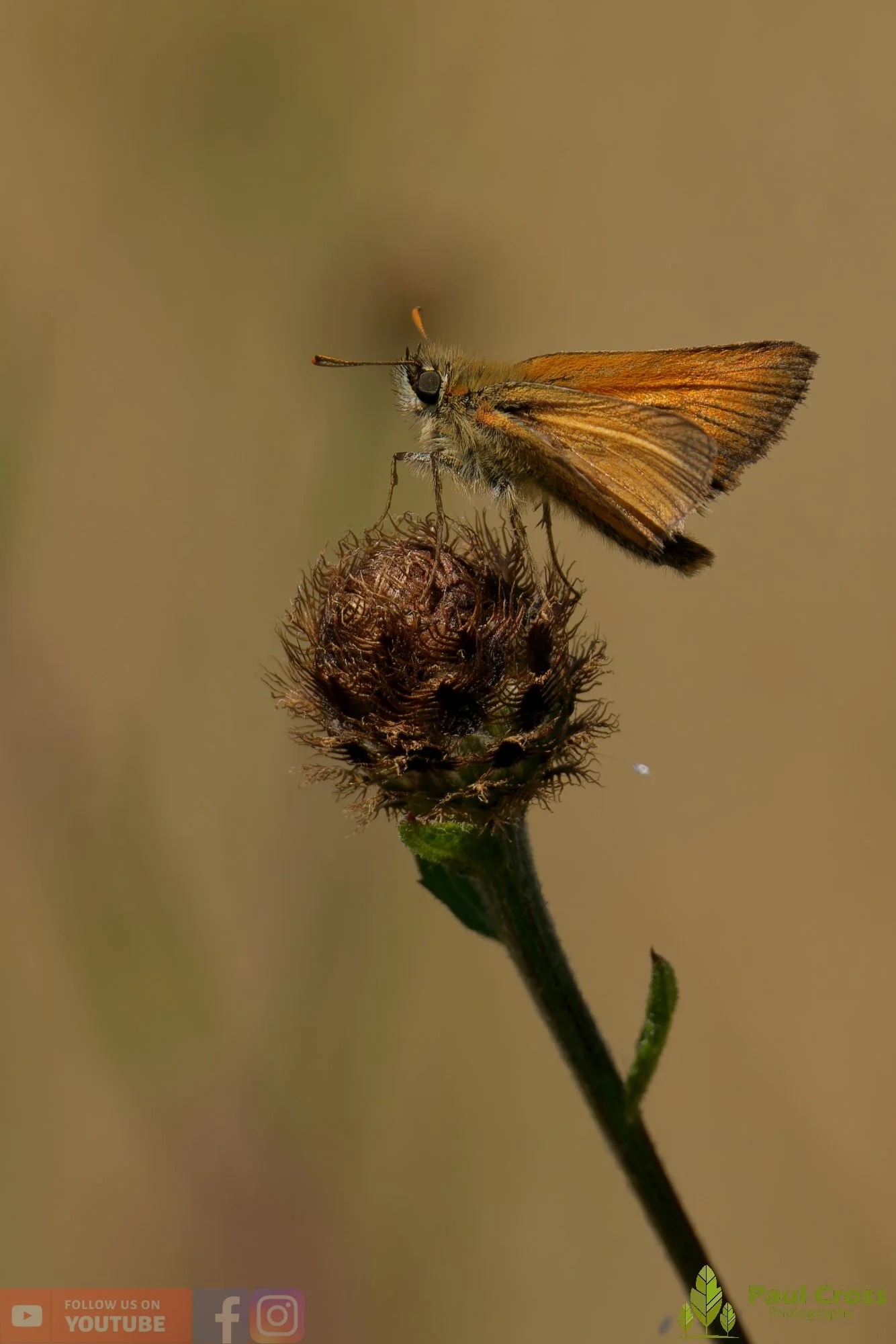 Small Skipper-00006.jpg